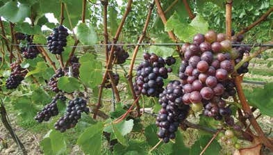 IMPROVING VINEYARD YIELDS