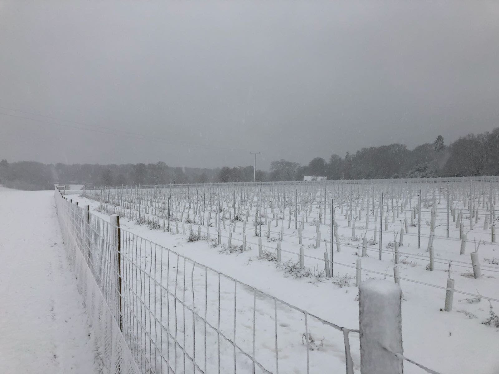A UK vineyard in winter under snow