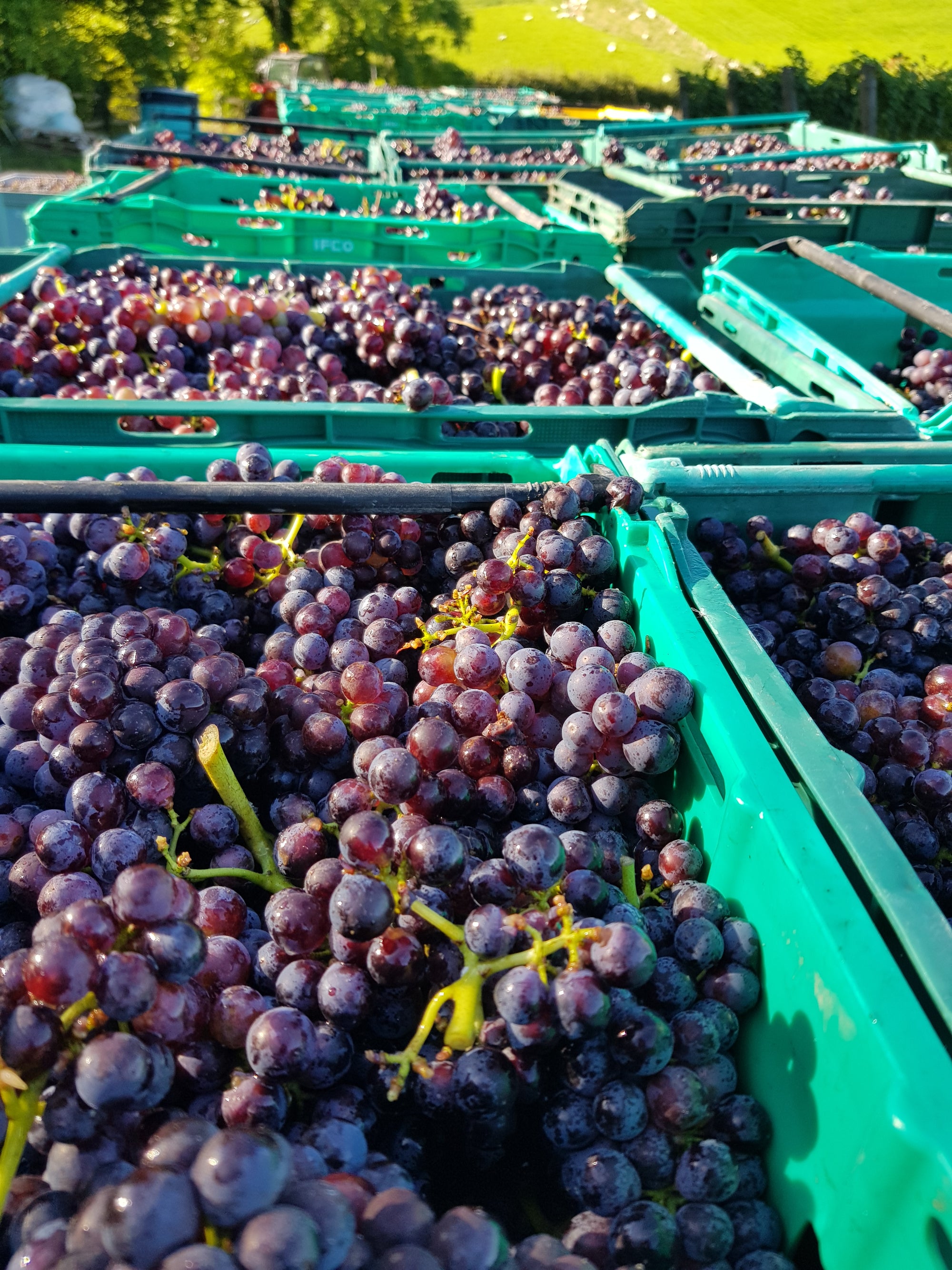 HARVEST PREPARATIONS