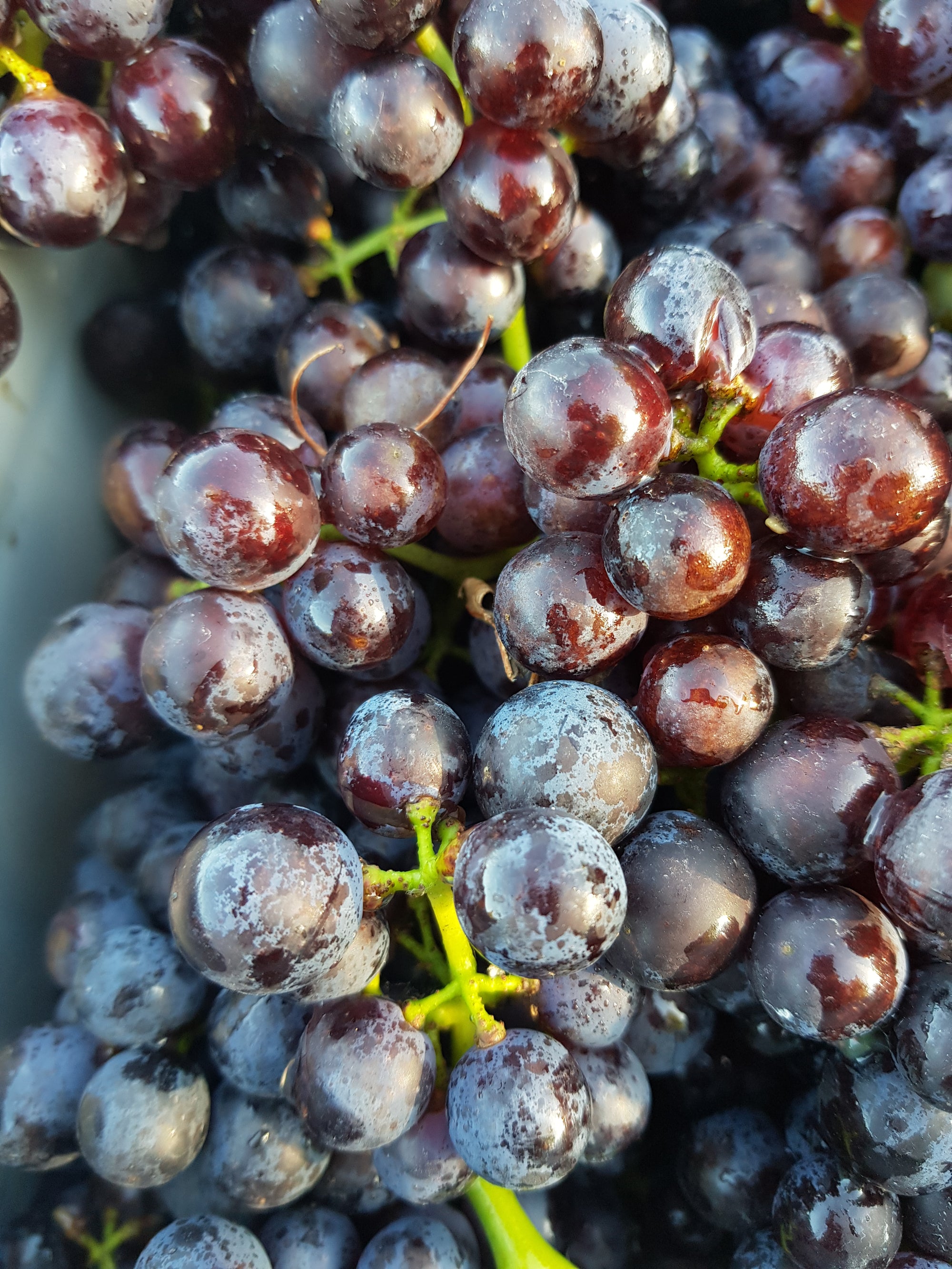 VINE GROWER OF THE YEAR AWARD 2017