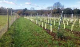 THE RISE OF THE COMPACT VINEYARD
