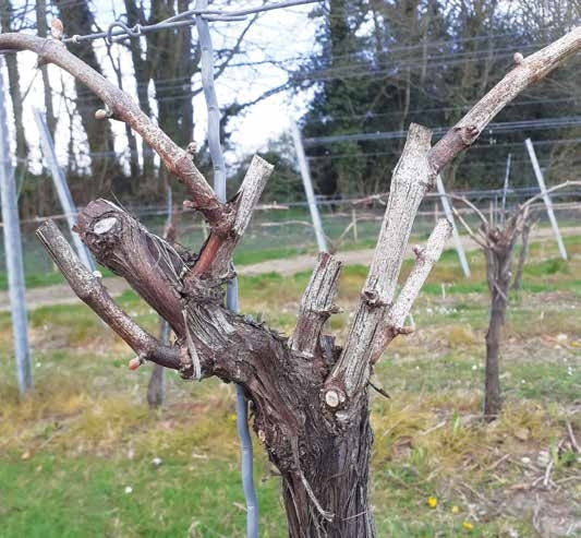IN REVIEW: YOUR (PRUNING) WILL BE CARRIED OUT TO THE FOLLOWING SPECIFICATION