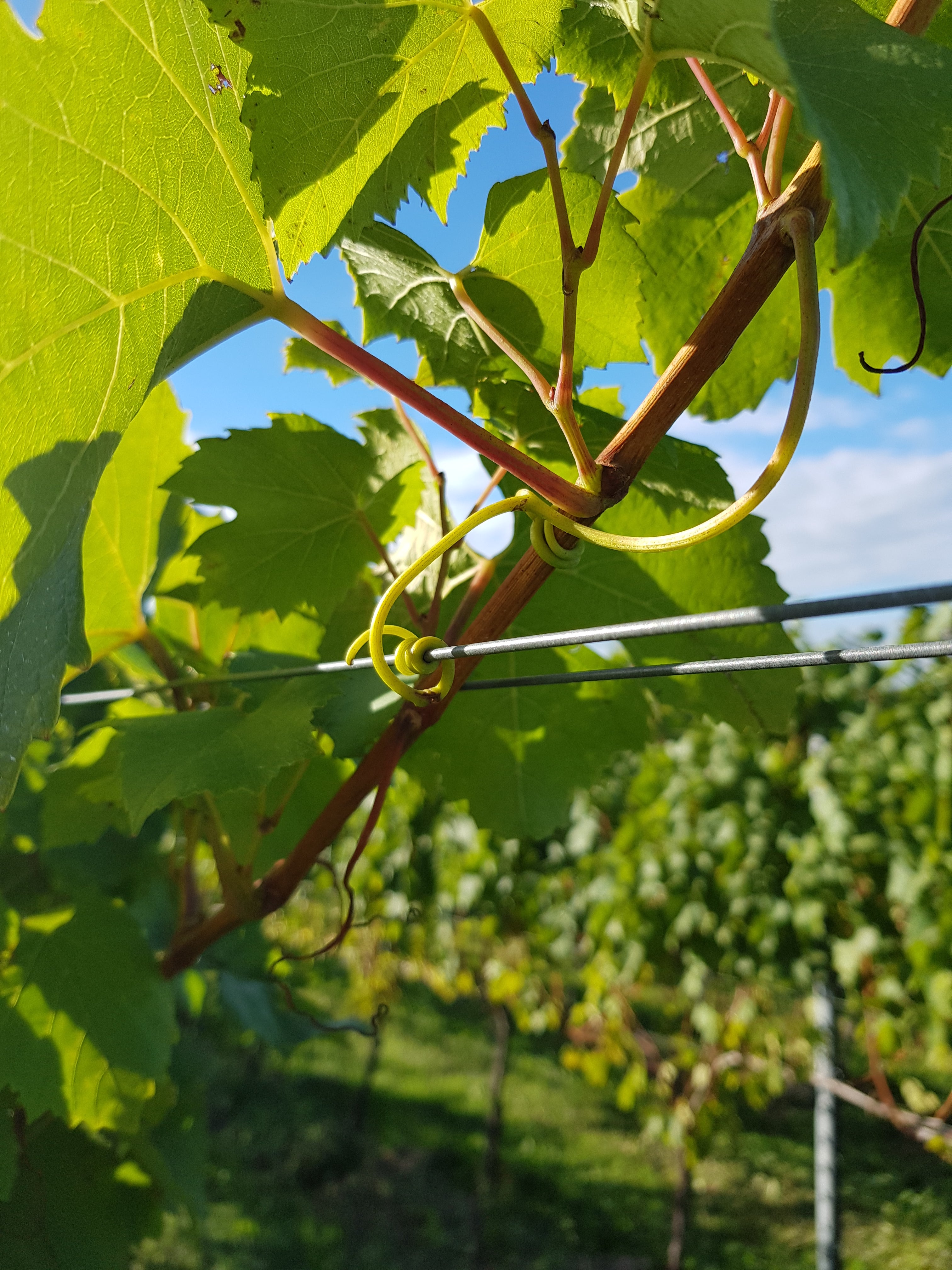 SUMMER JOBS TO KEEP YOUR VINEYARD TIDY VineWorks