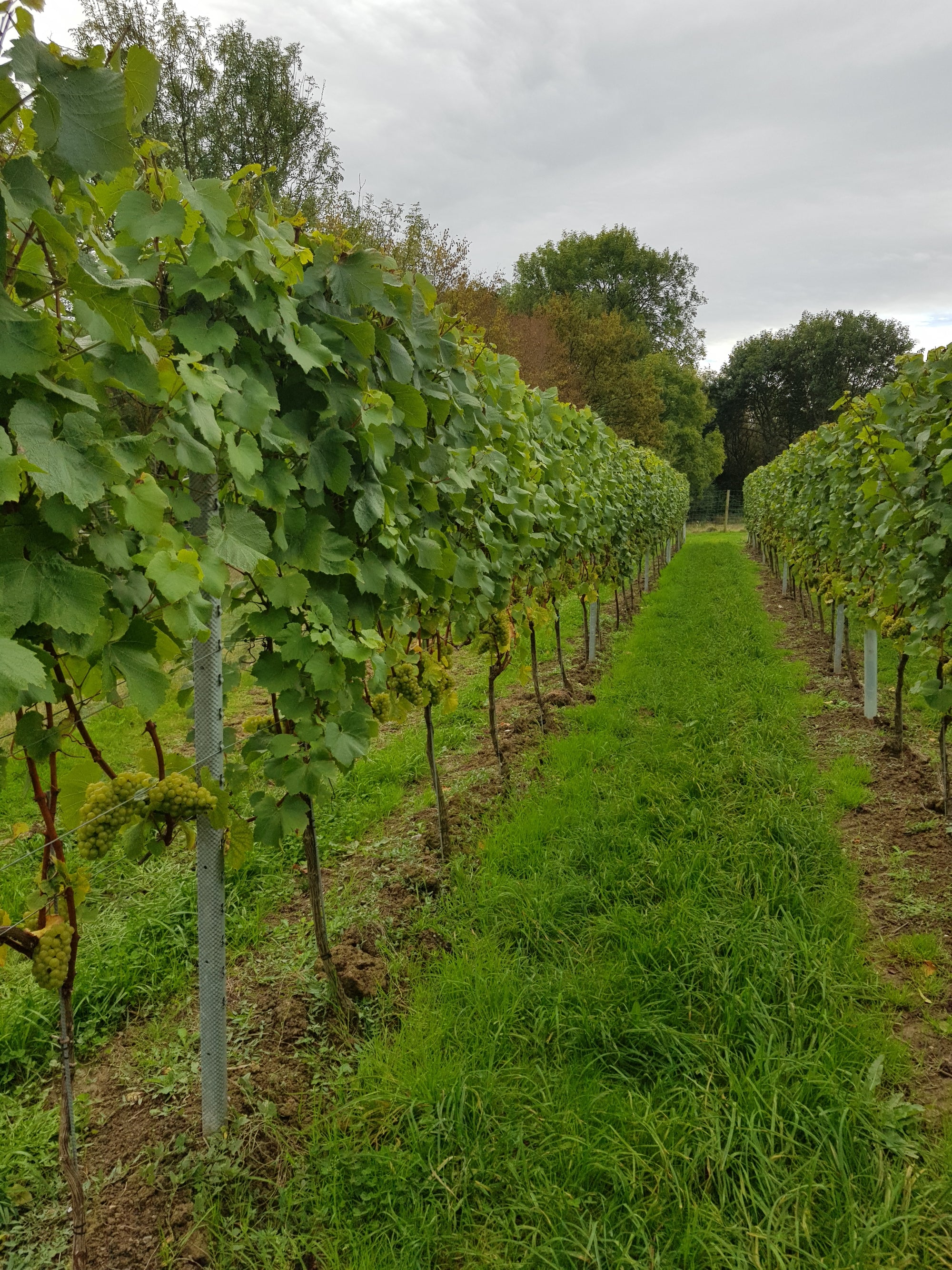 MANAGING ACIDITY IN WINE BEGINS IN THE VINEYARD