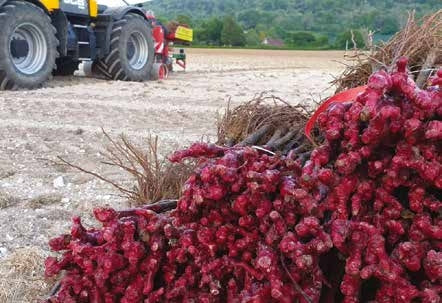 SUSTAINABILITY BEYOND THE VINEYARD