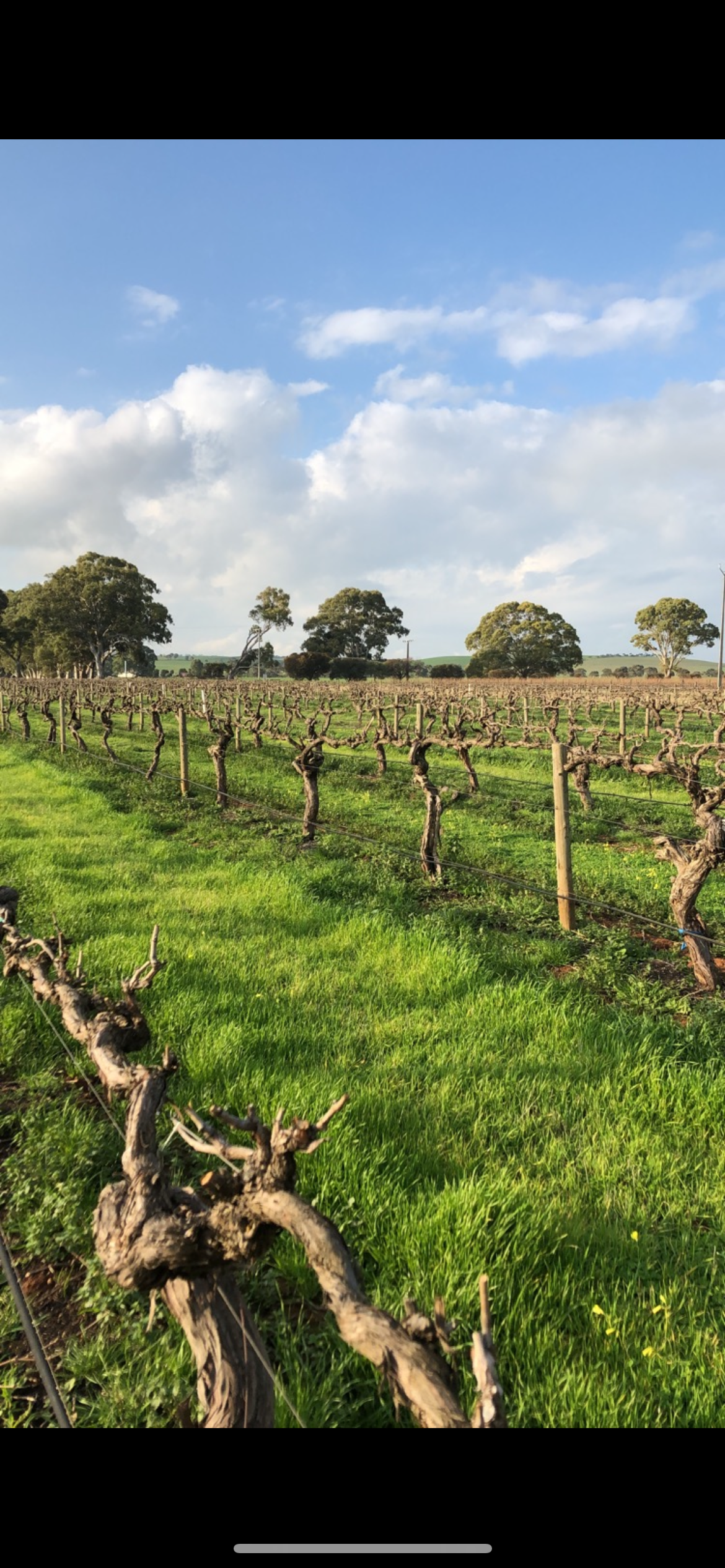 Is Mechanised Pruning an Option for UK Vineyards?