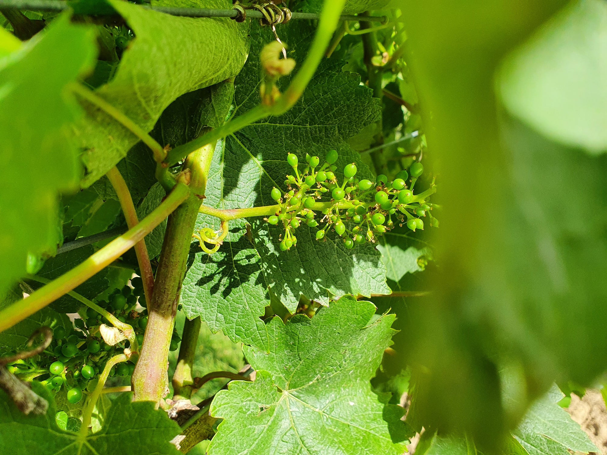 Close up of a grapevine growing in a vineyard in the UK