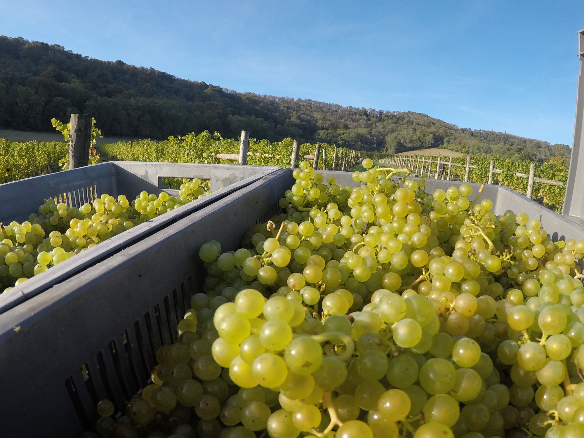 Close up of a large crate of freshly picked green grapes.
