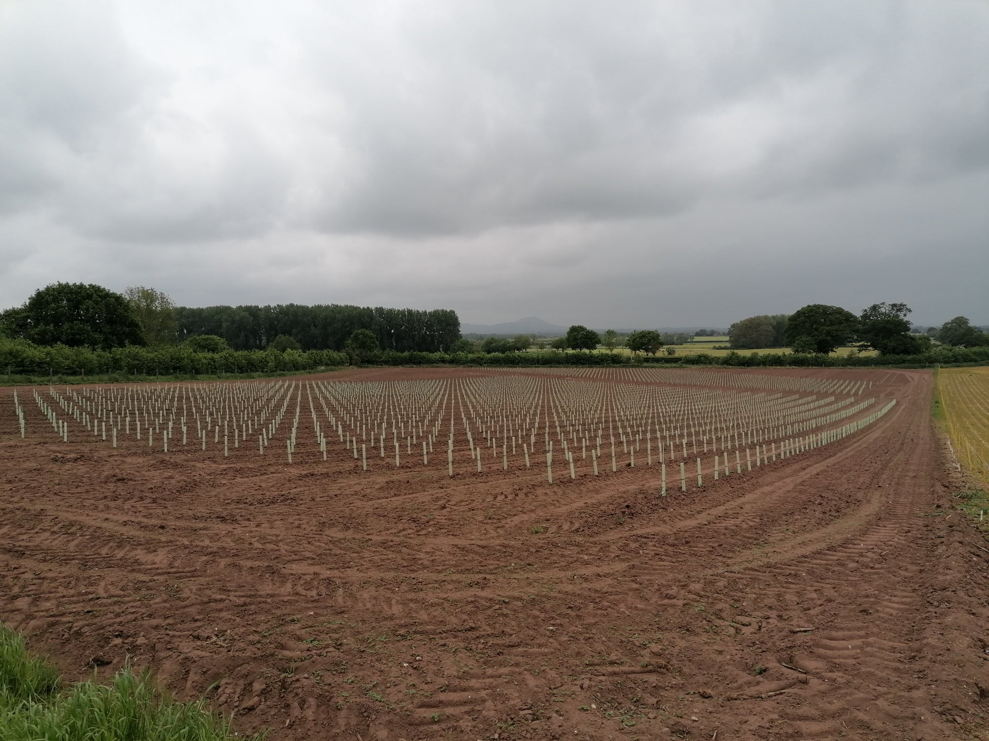 Vineyard at Harper Adams University