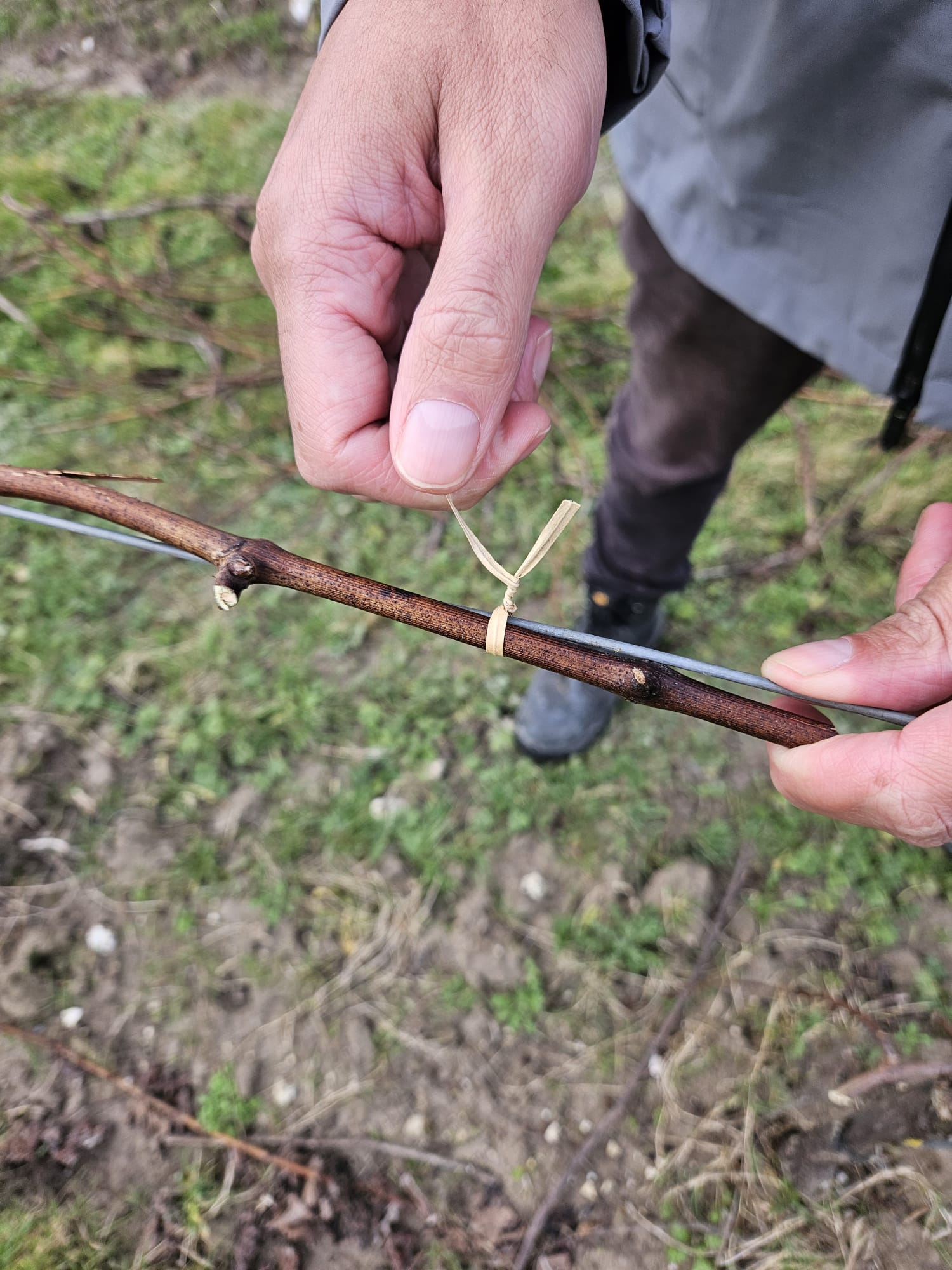 Tips for Tying Down your Vineyard