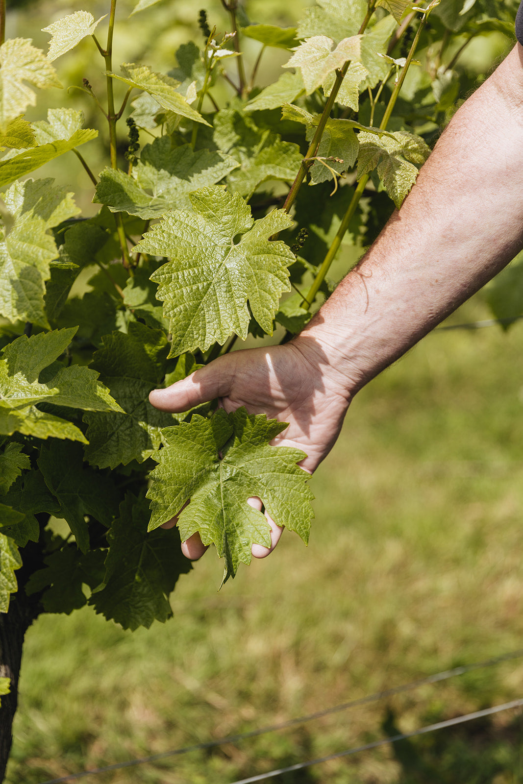 Hand holding up a healthy vine leaf in a UK vineyard.