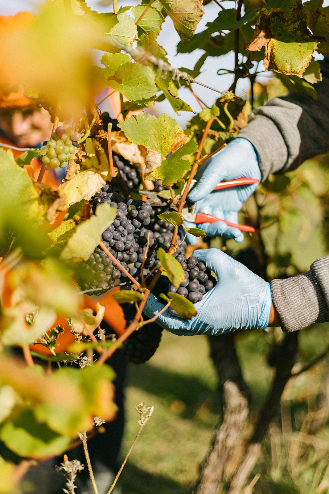 Close up of hands harvesting red grapes with shears