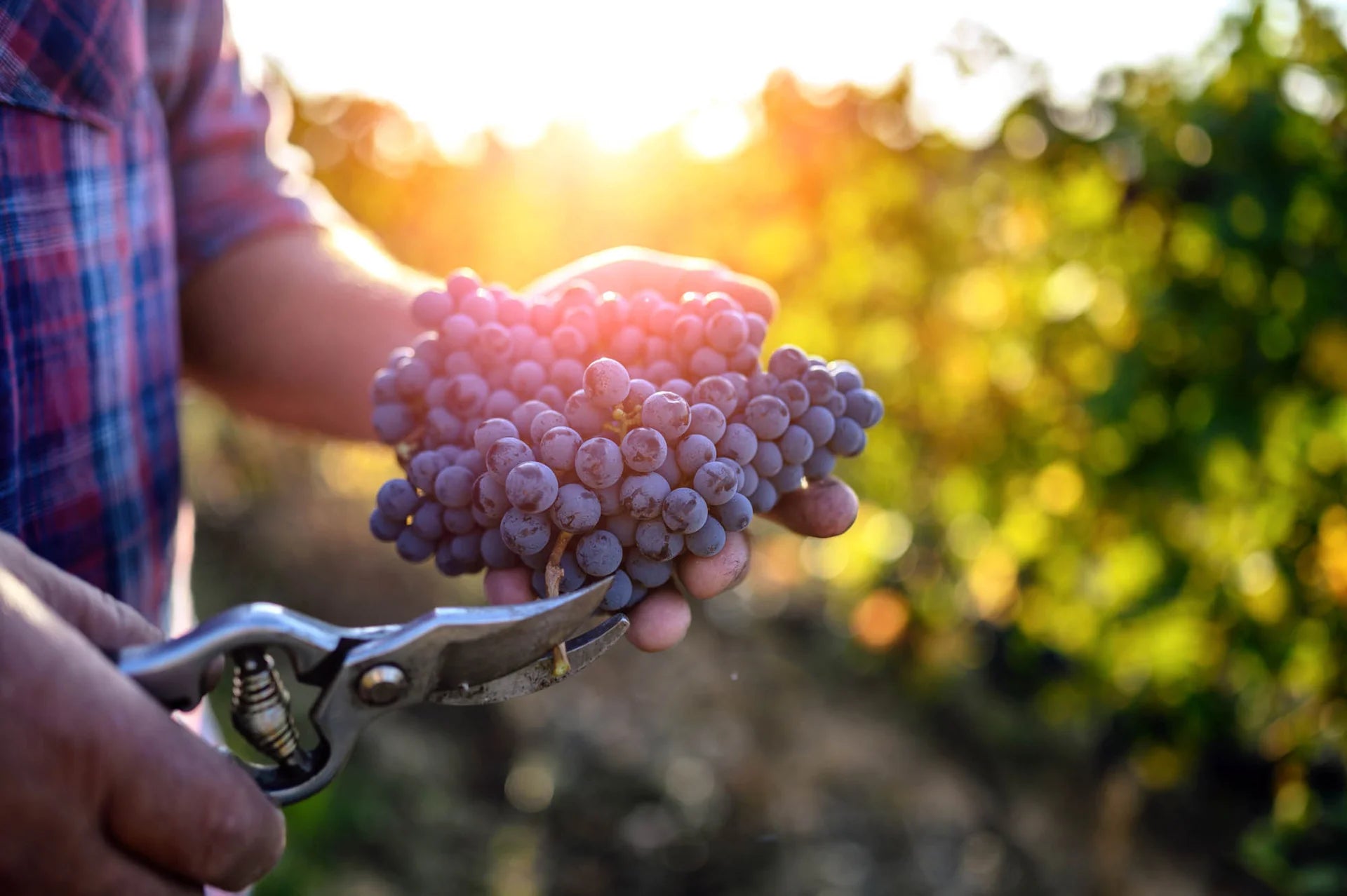 Close up of hands holding bunch of freshly harvested red grapes in a vineyard.