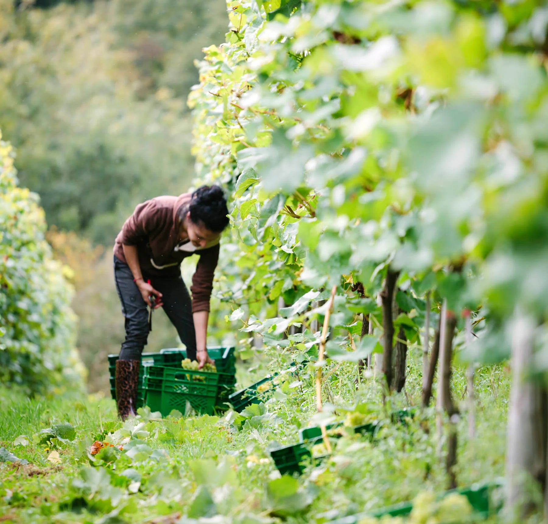 A worker picks grapes in a lush vineyard