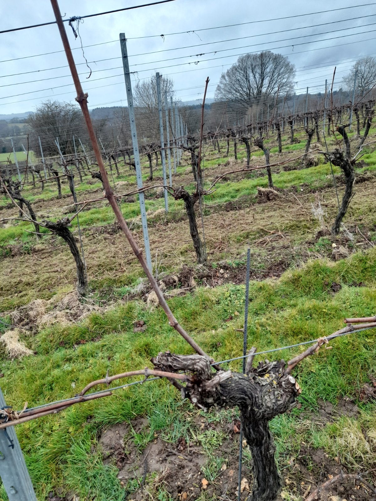 Photo of a pruned grape vine.