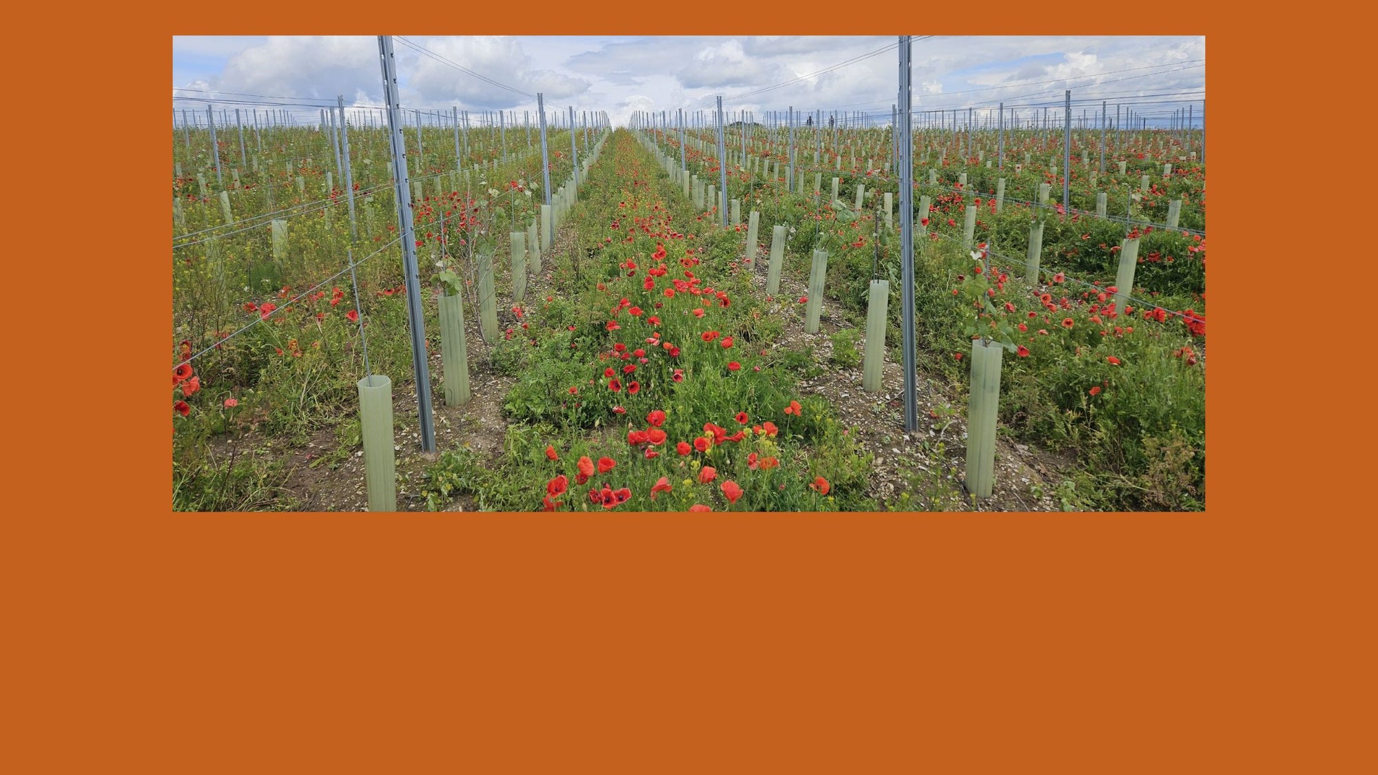 UK vineyard with a cover crop of red flowers between rows