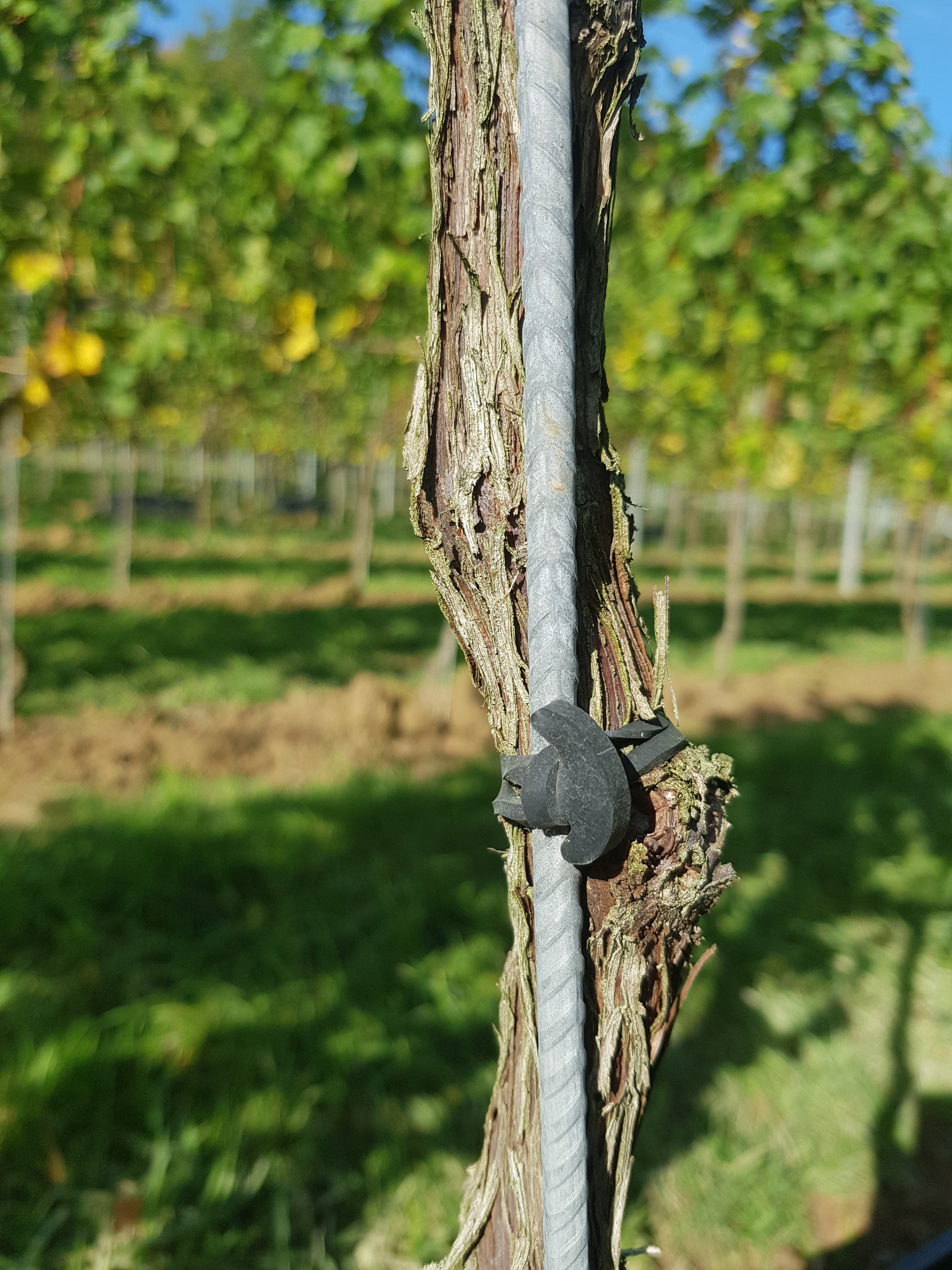 5cm Band Tie on Tutor in Sunshine