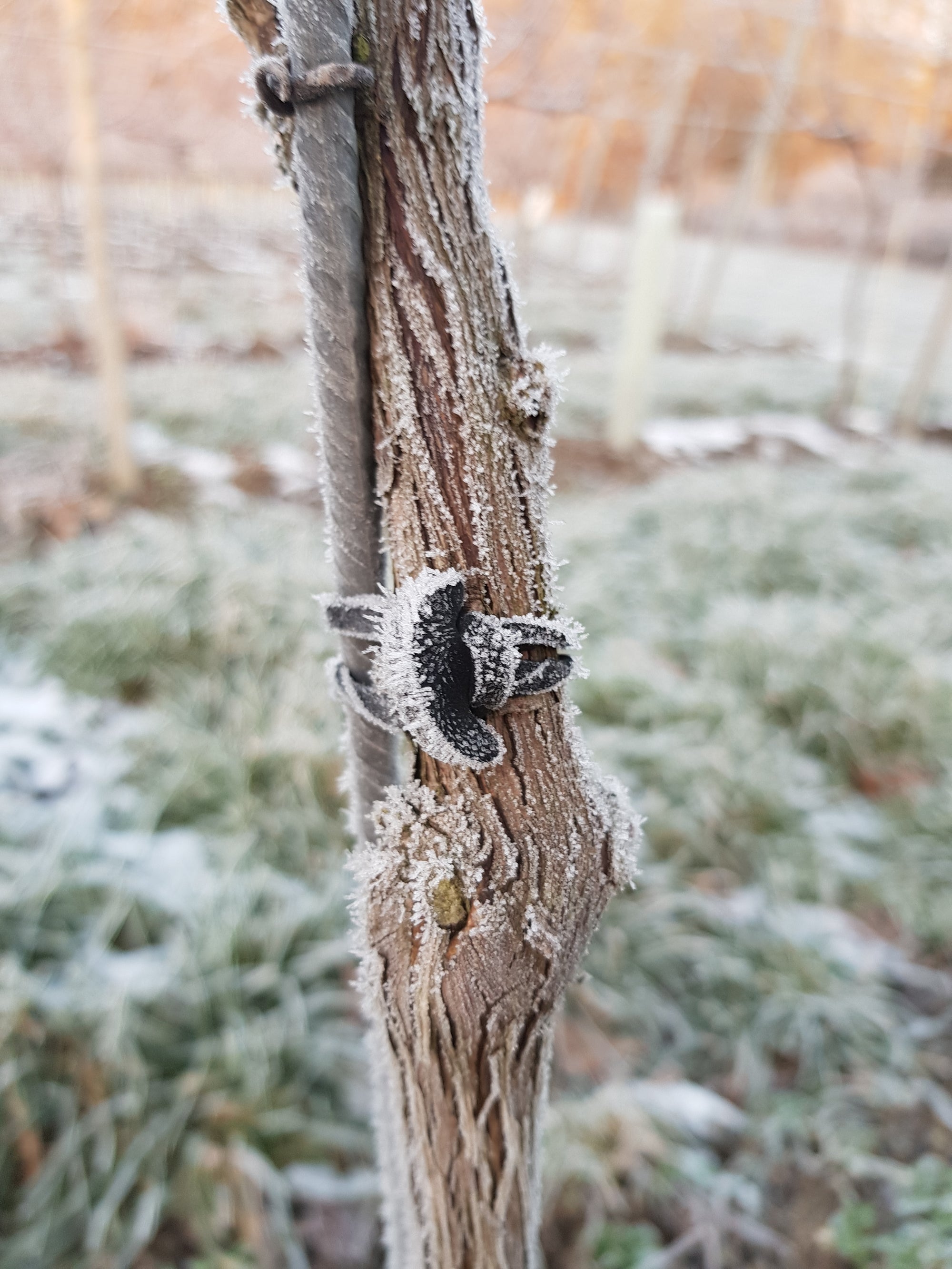 Frost Covered 5cm Band Tie on Vine and Tutor