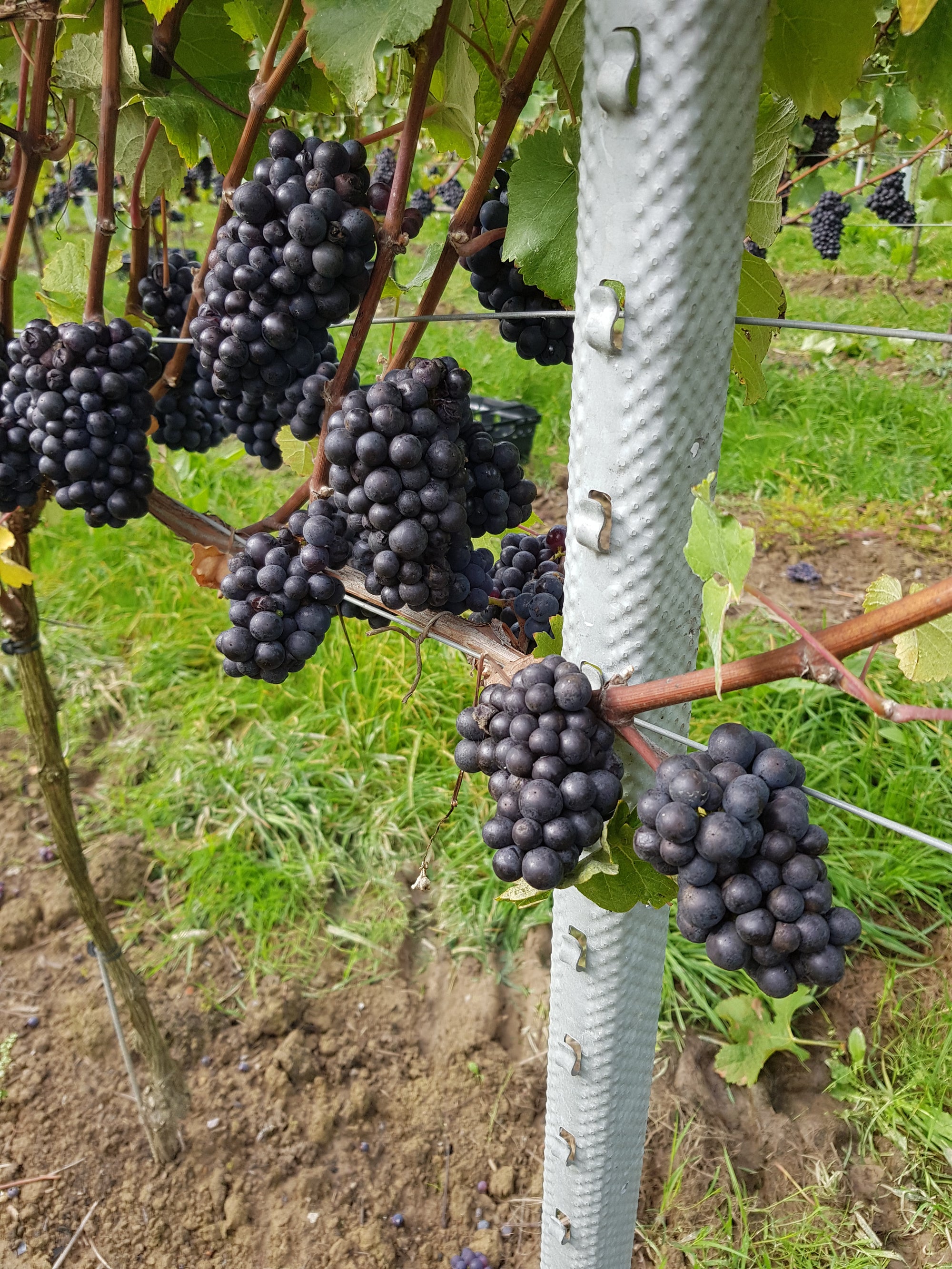 Close Up of Hadley Hot-Dipped Galvanised Intermediate Post with Grapes on the Vine