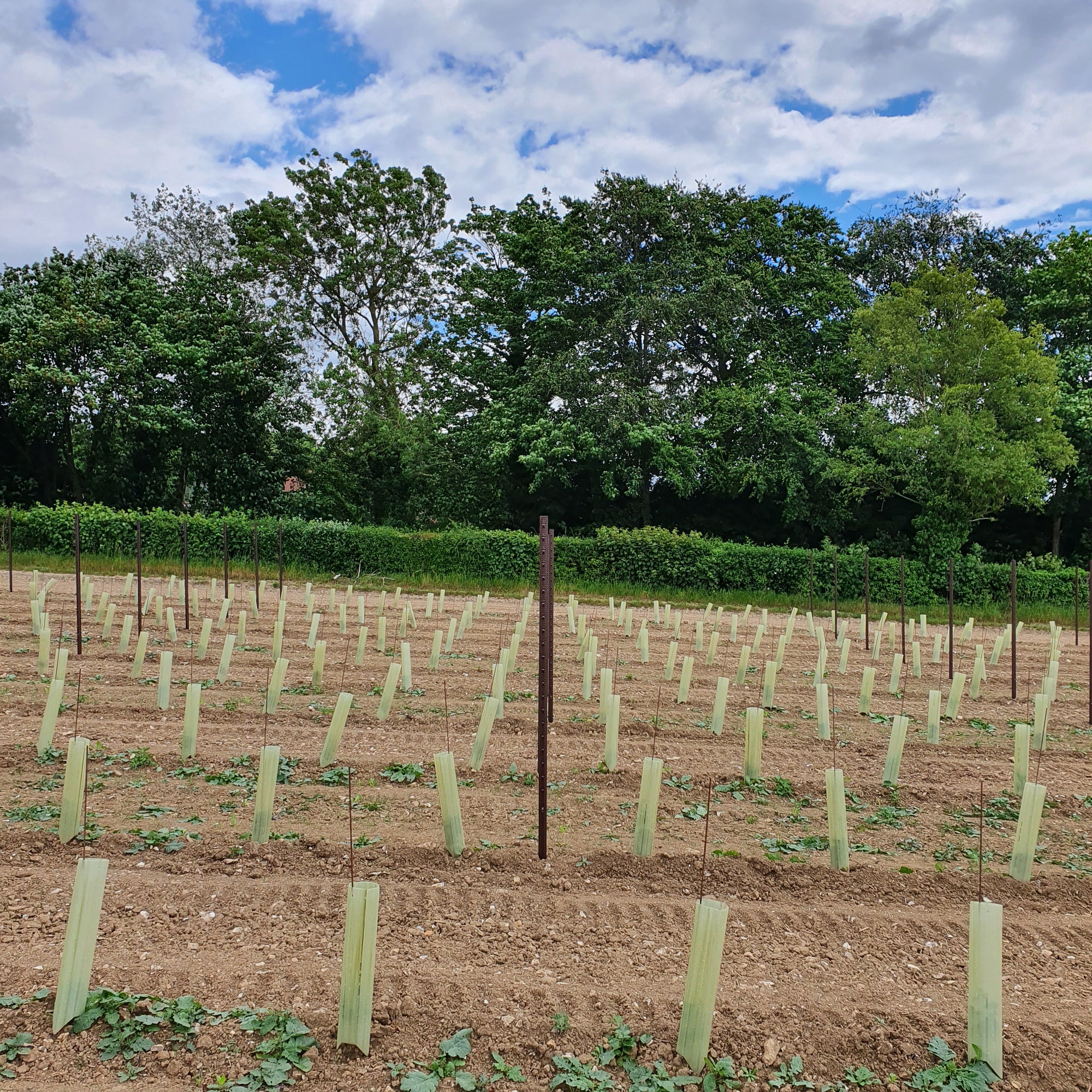 Newly Planted Vineyard with Hadley Intermediate Posts Powder-Coated Brown