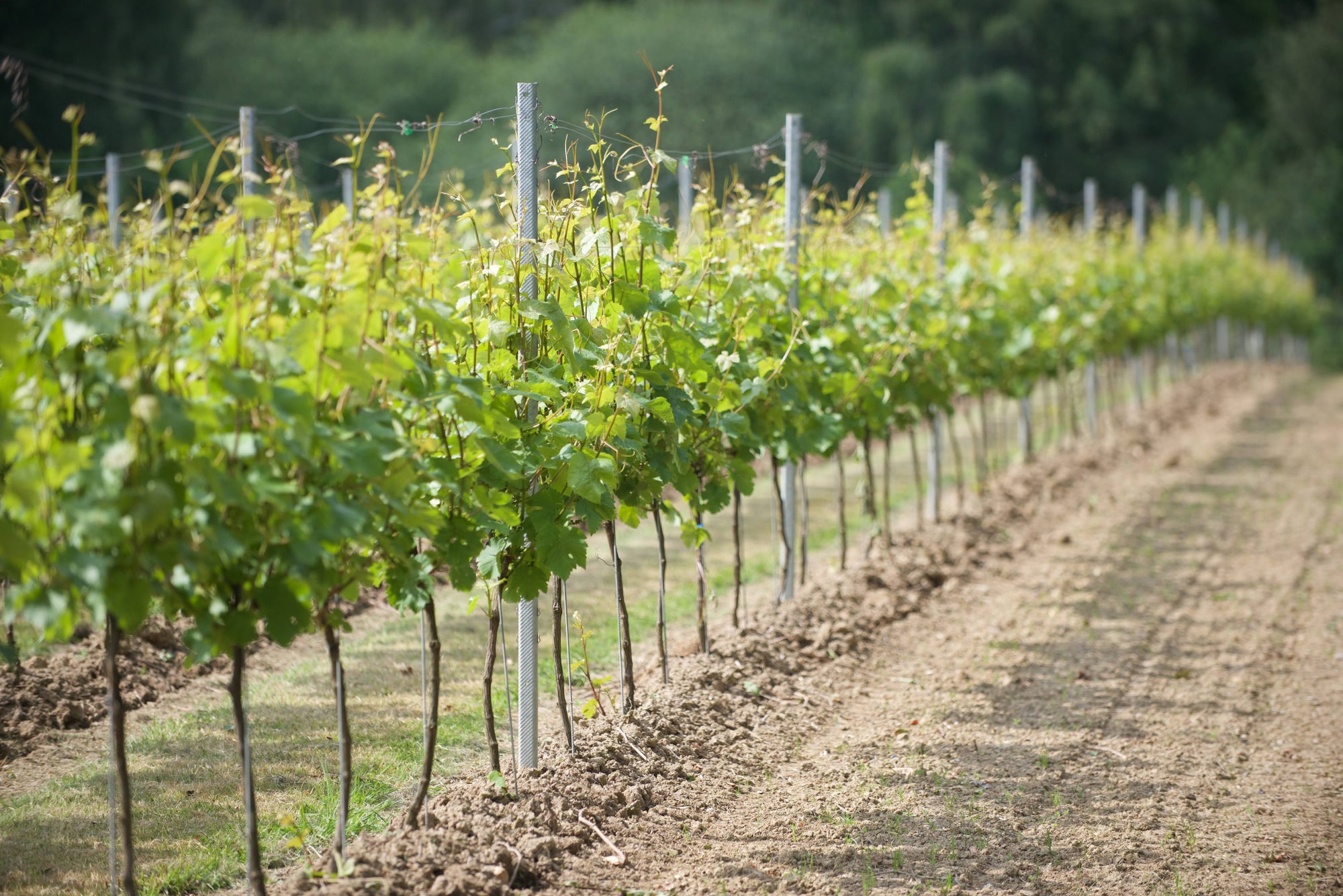 Row of Hadley Hot-Dipped Galvanised Intermediate Posts in a vineyard