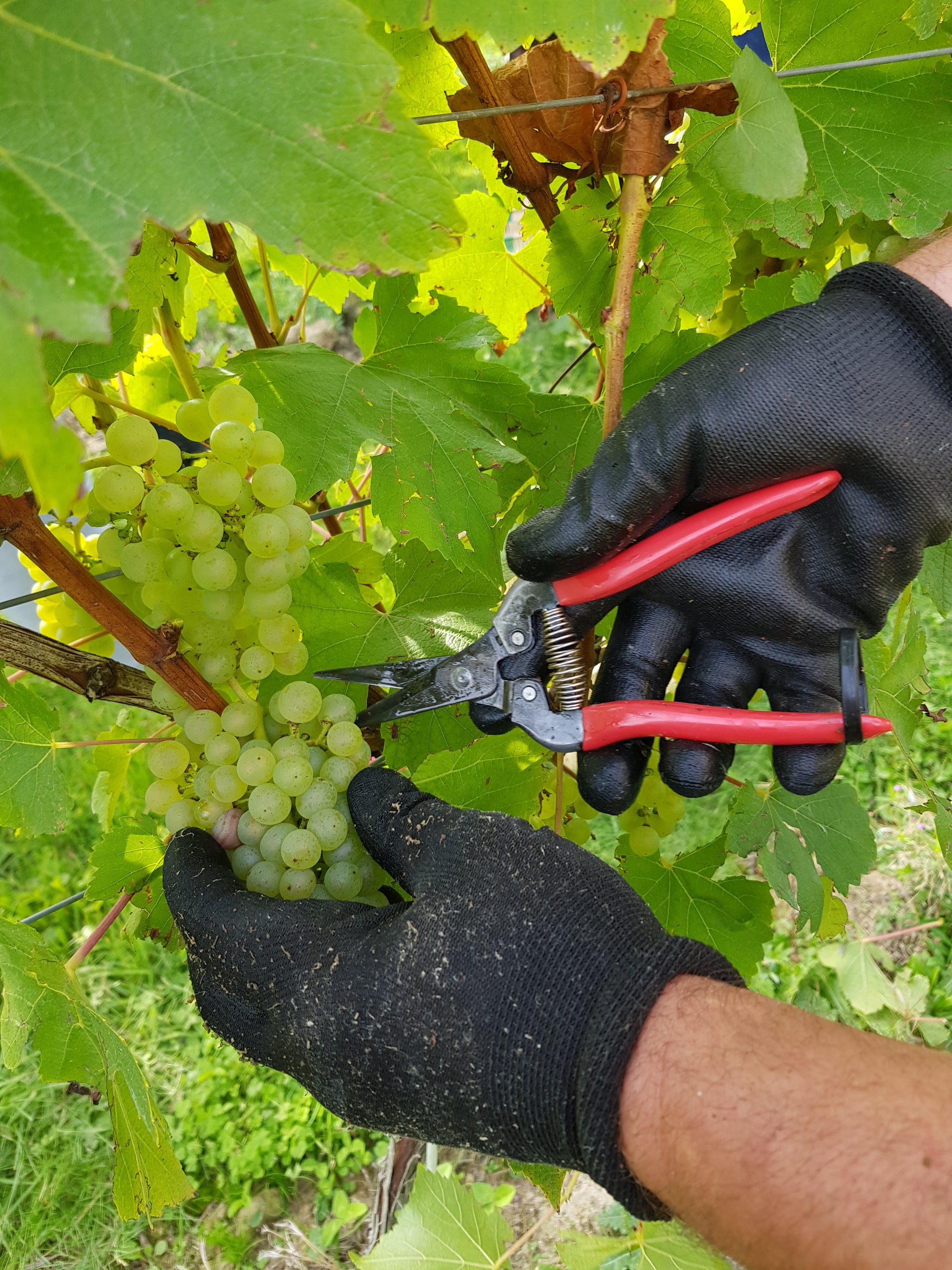Using Harvest Shears in Vineyard