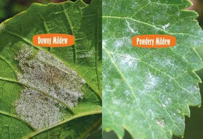 KNOW YOUR ENEMY: FUNGAL DISEASE