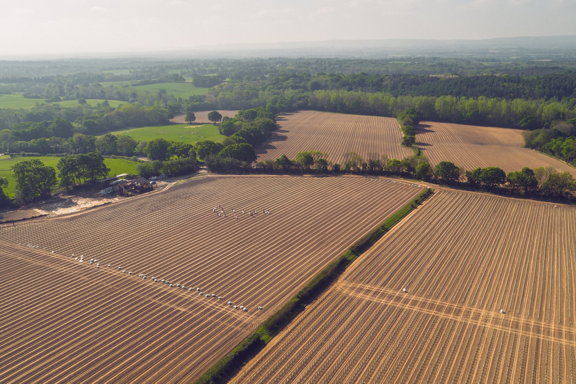 Aerial view of a large recently planted UK vineyard