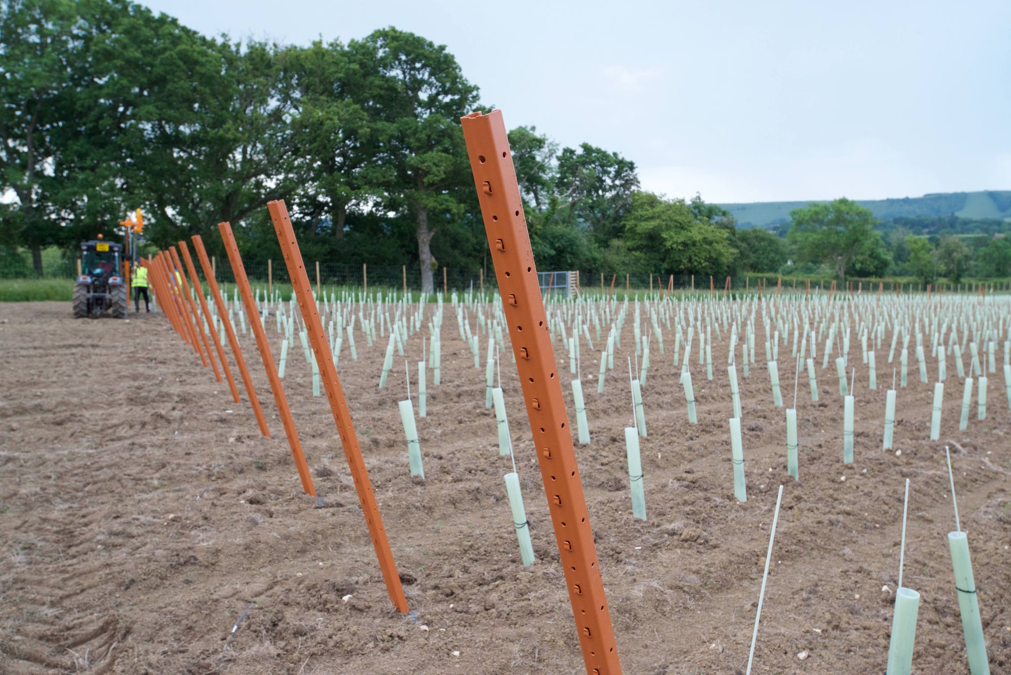UK vineyard with trellising posts and vine guards on young vines. 