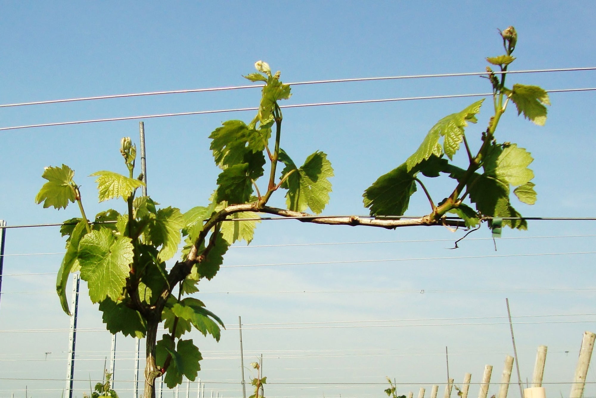 Image of a grapevine growing along a trellising wire in a UK vineyard.