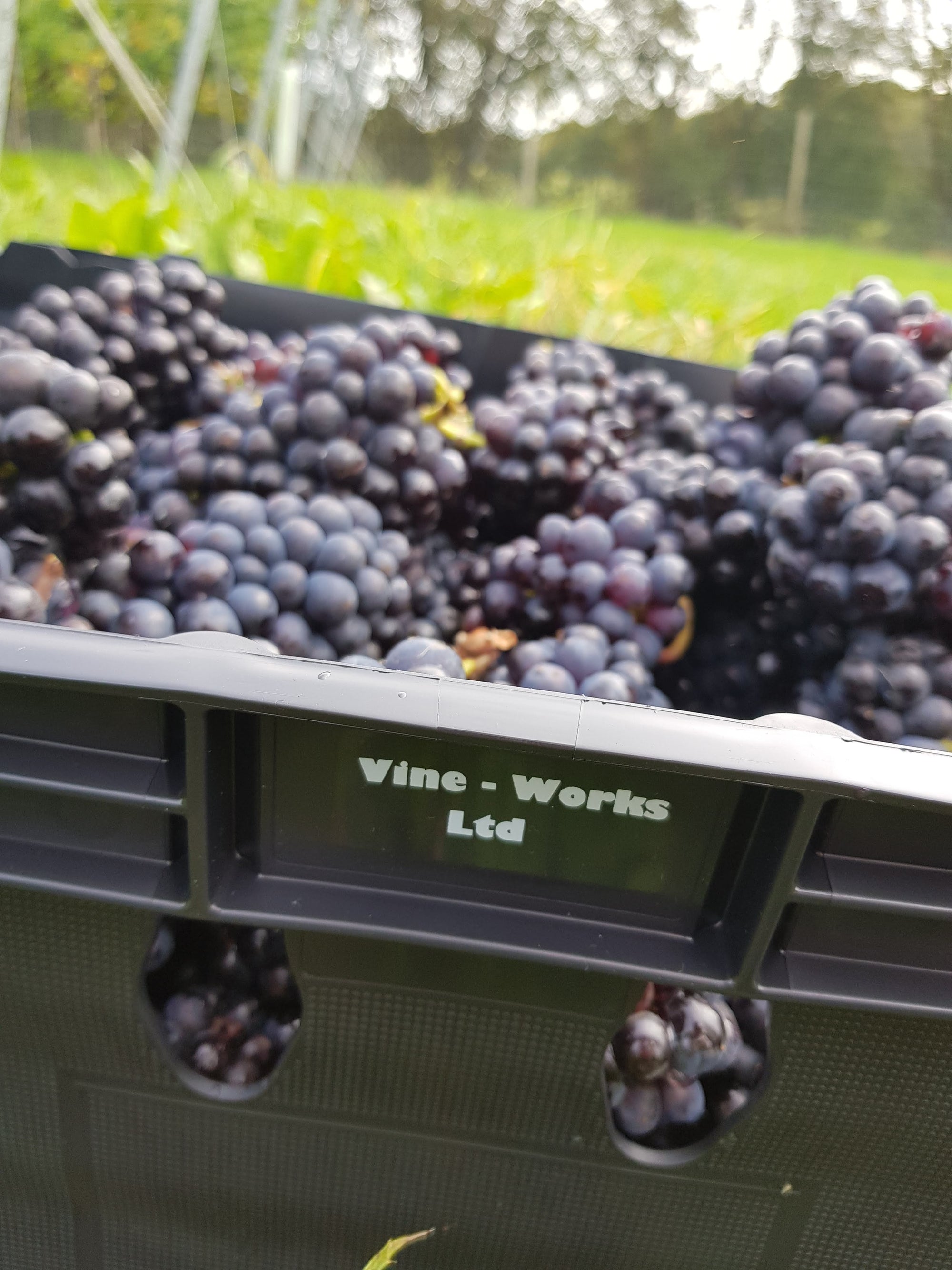 Crate of red grapes at harvest from a UK vineyard.  