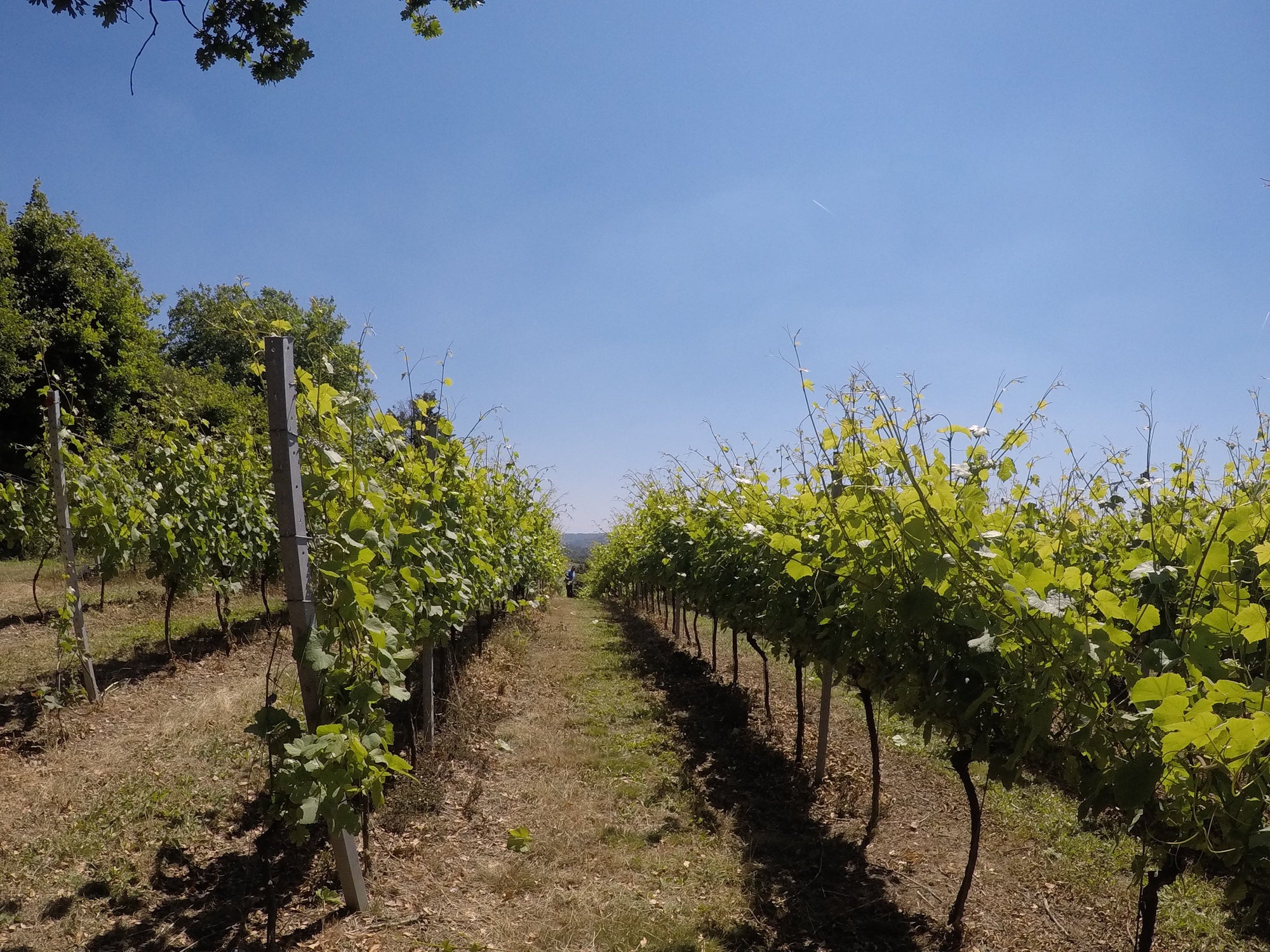 A vineyard.