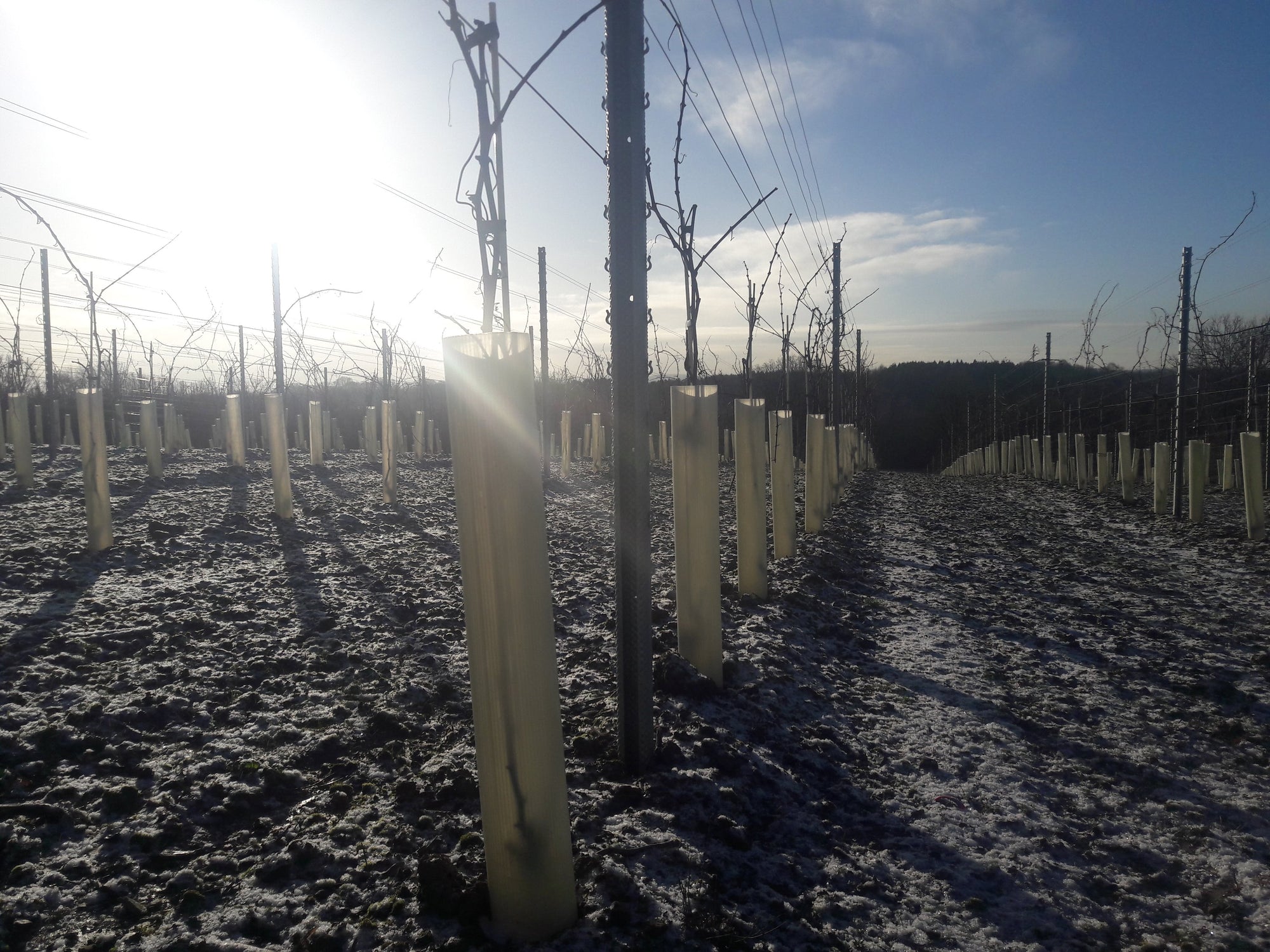 Frosty spring morning in a UK vineyard.  Bare vines protected by vineguards are photographed on a sunny day.