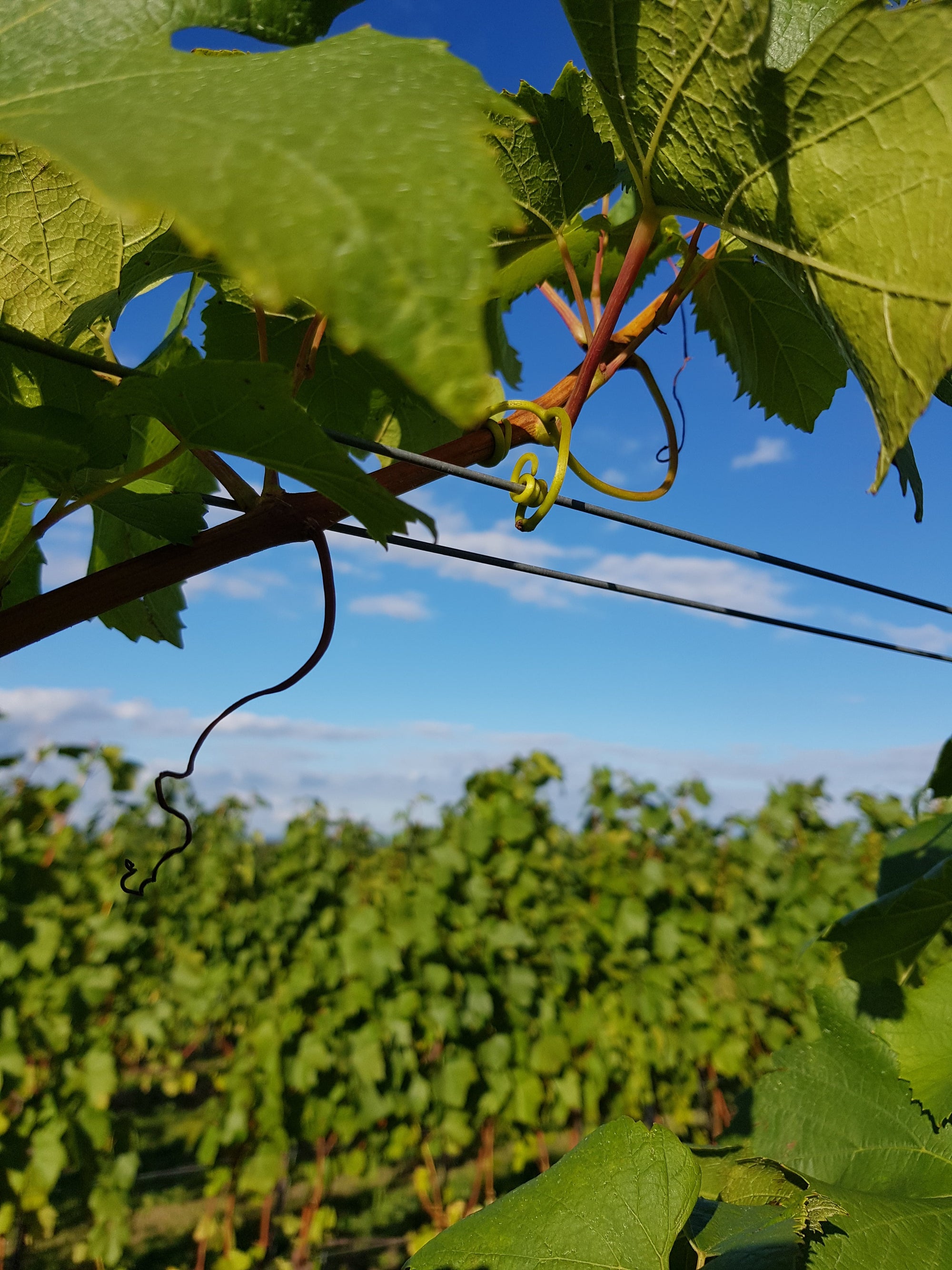 Summer vineyard image, healthy grape vines and trellising wires against a blue sky.