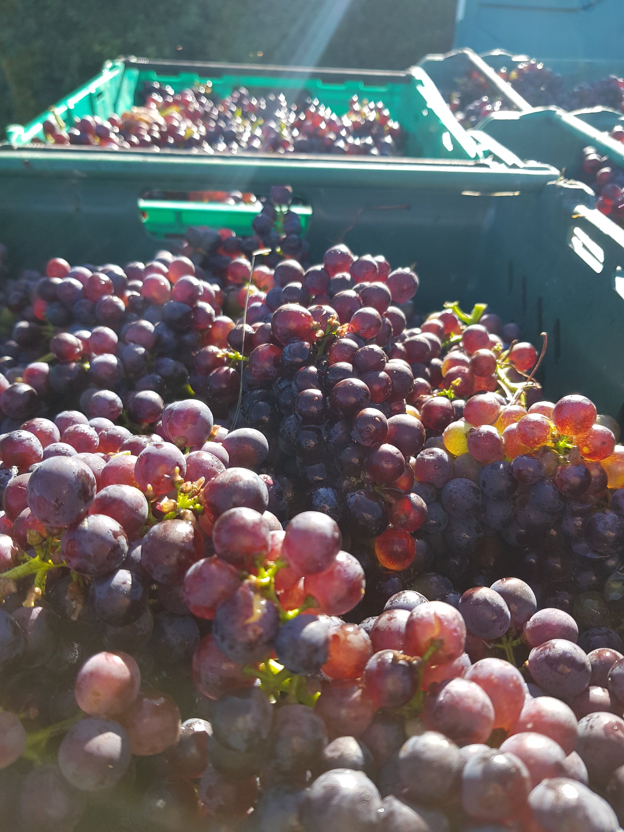 Harvest red grapes in a crate from a UK Vineyard. 