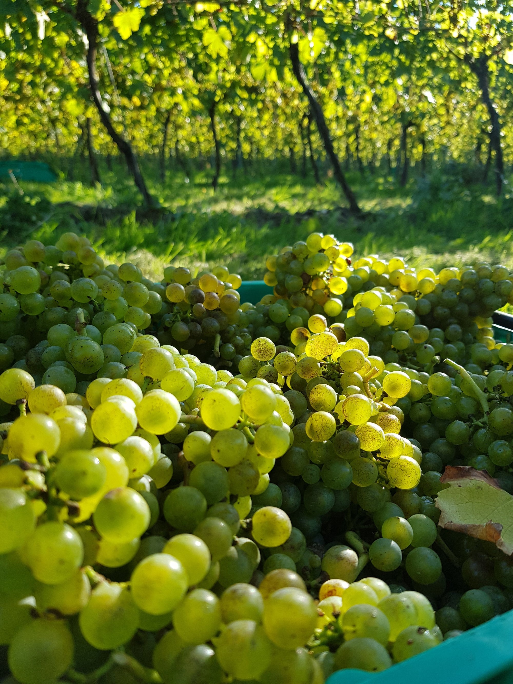 VINEWORKS TO SPONSOR 'VINE GROWER OF THE YEAR 2019'
