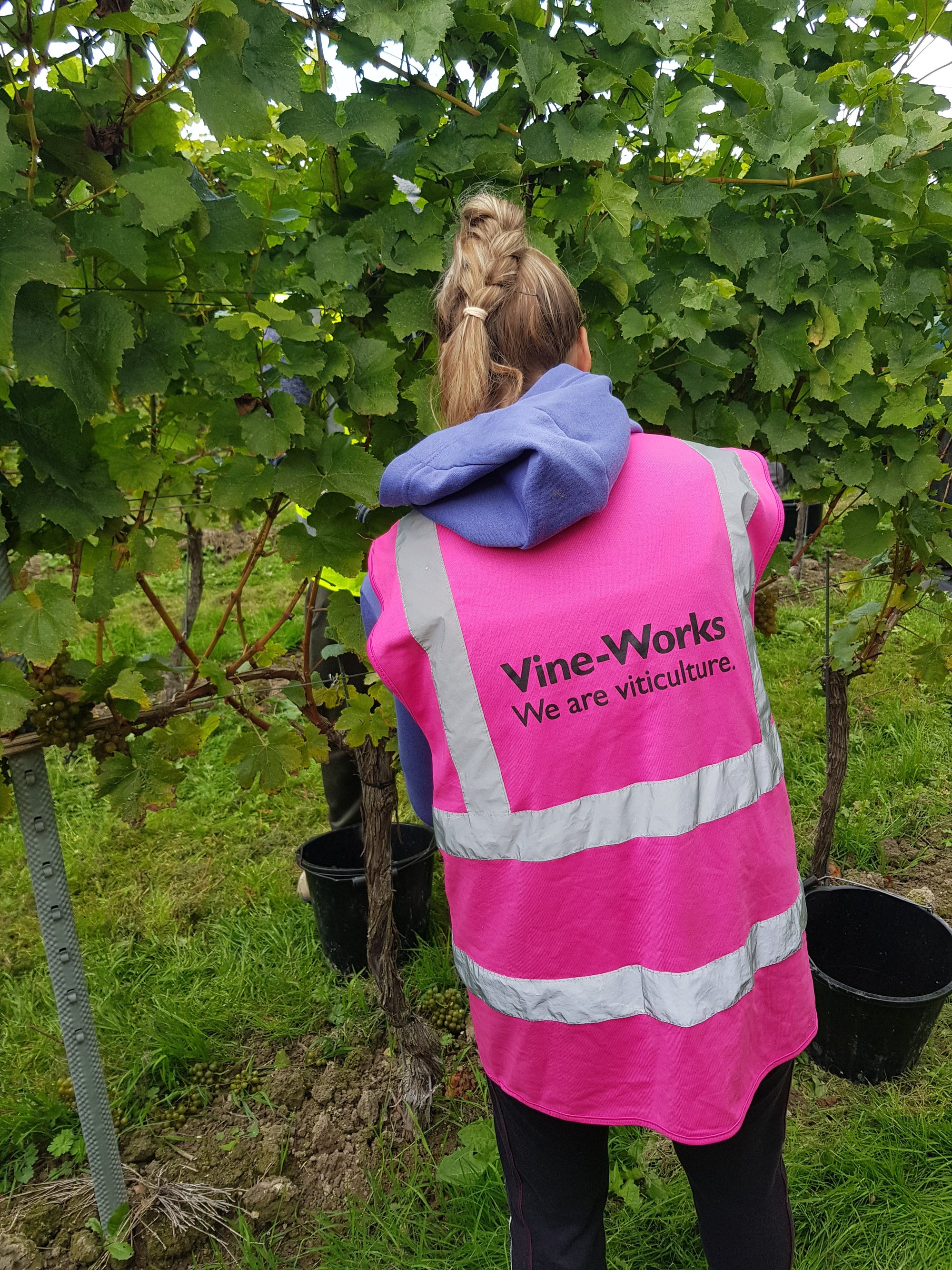 A femail vineyard labourer hand harvesting grapes wearing a pink high viz gillet from Vine-Works