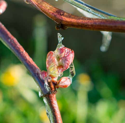 Young bud on a vine that is damaged by spring frost in a UK vineyard.
