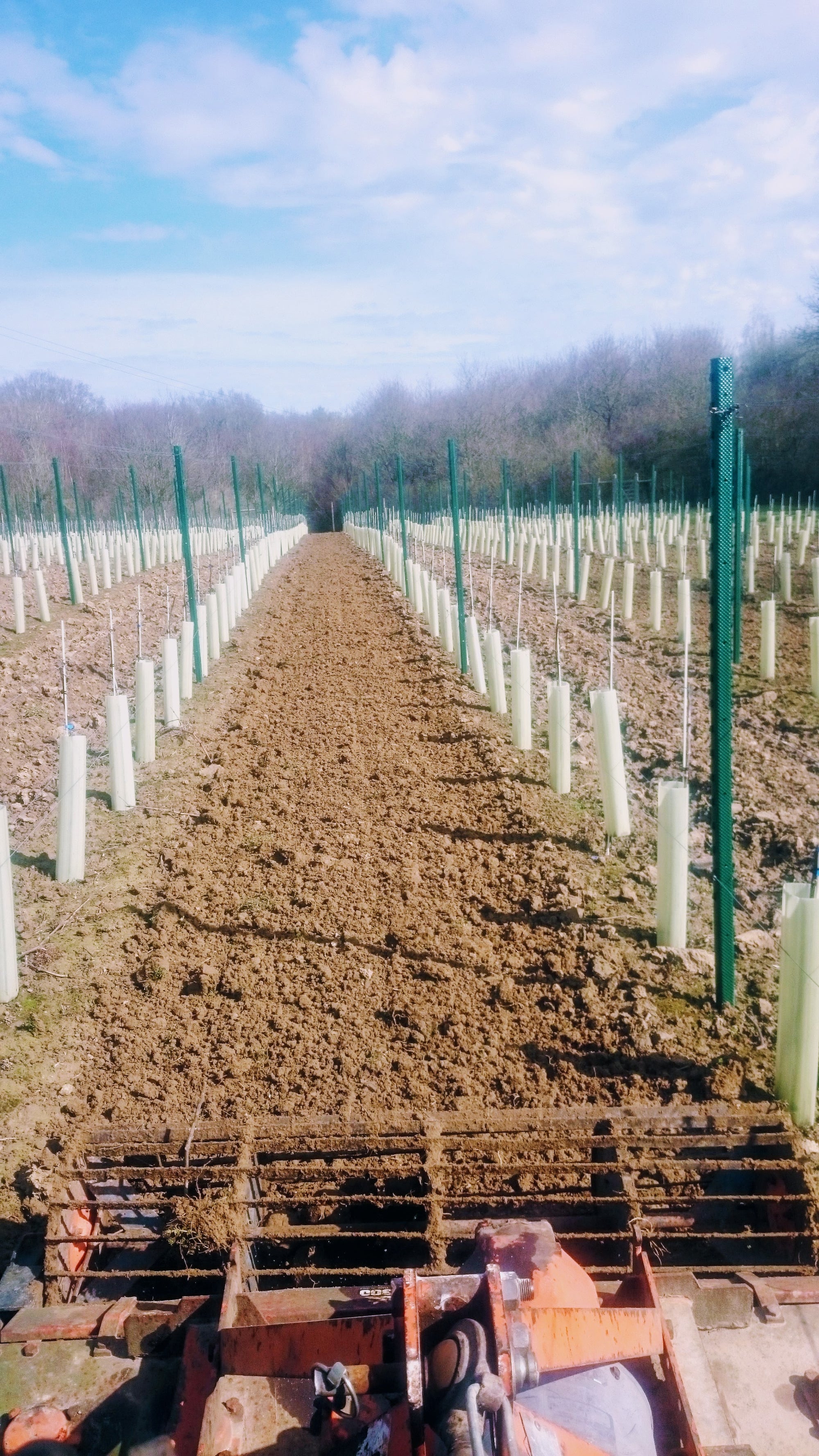 WEED CONTROL IN VINEYARDS IS AN ESSENTIAL PART OF ANY MANAGEMENT PROGRAMME