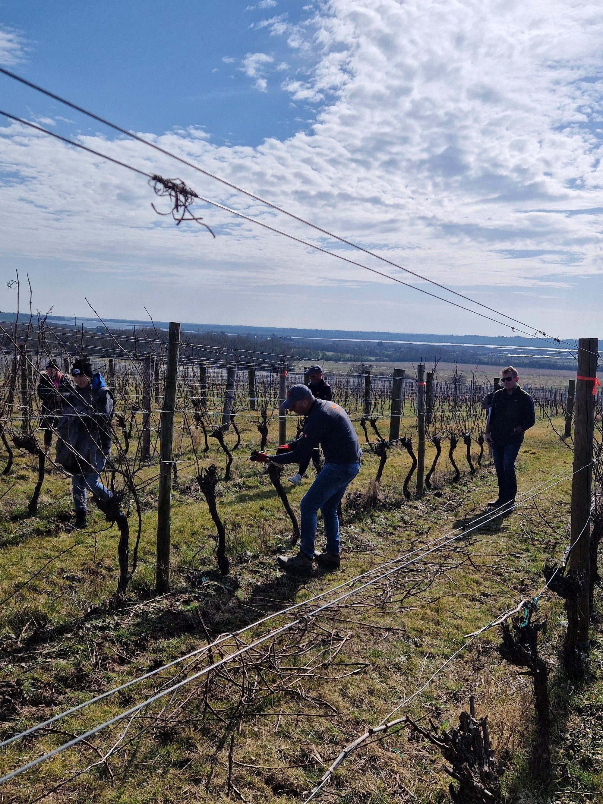 Vineyard workers pruning vines at the WineGB National Pruning Competition 2025, Clayhill Vineyard. 