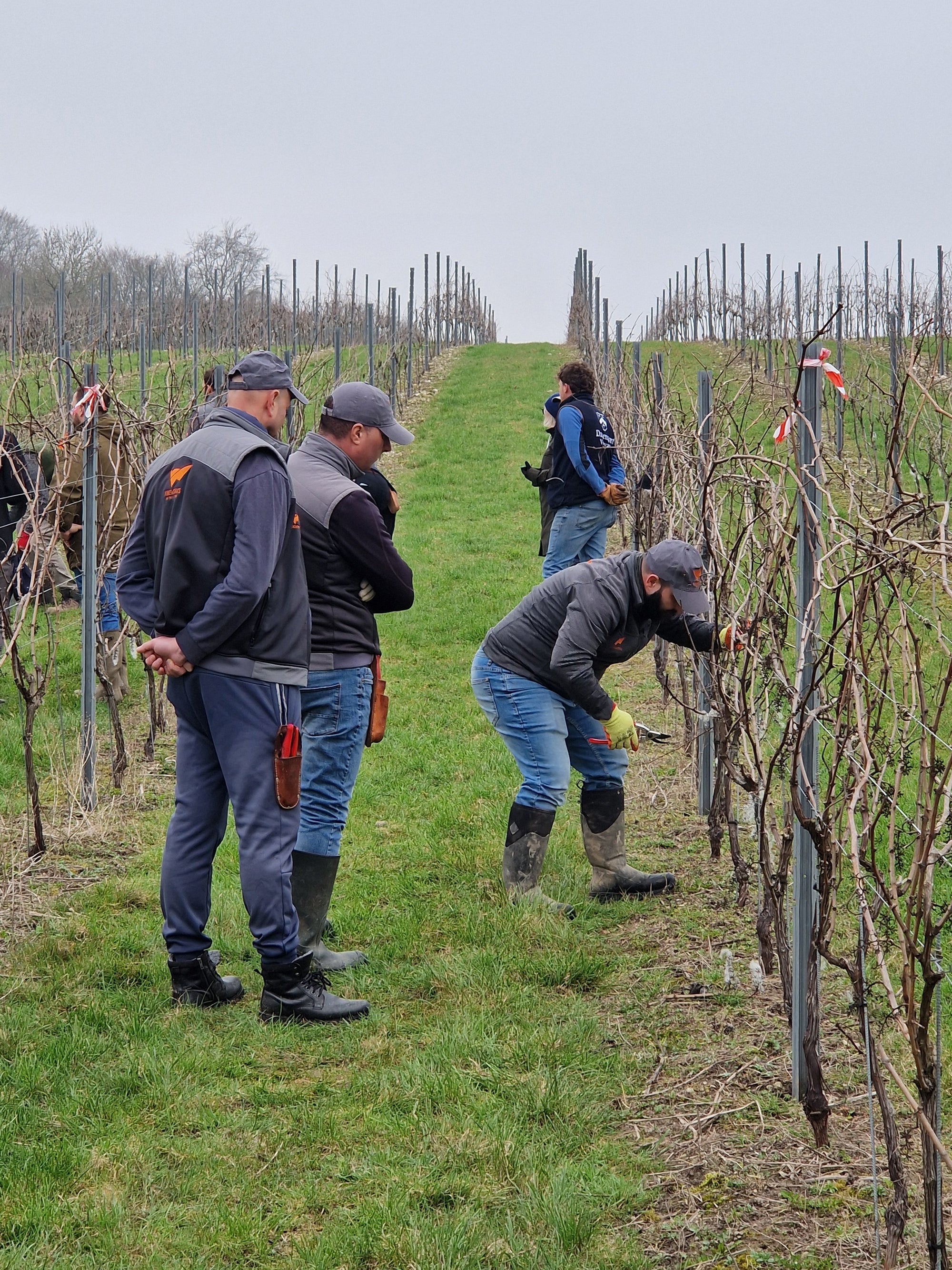 VineWorks team participating in the WineGB National Pruning Competition 2026