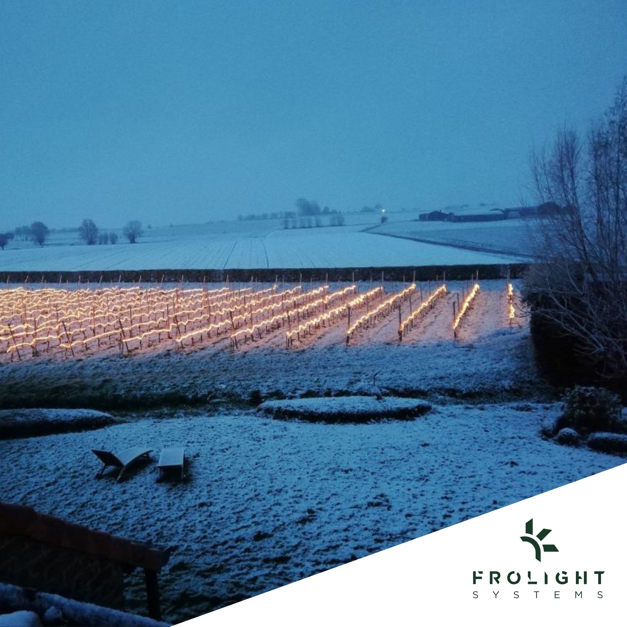 Image of a vineyard under frost (winter/spring) lit up with the Frolight frost protection system.  It looks like a string of fairy lights hung on each row of vines. 