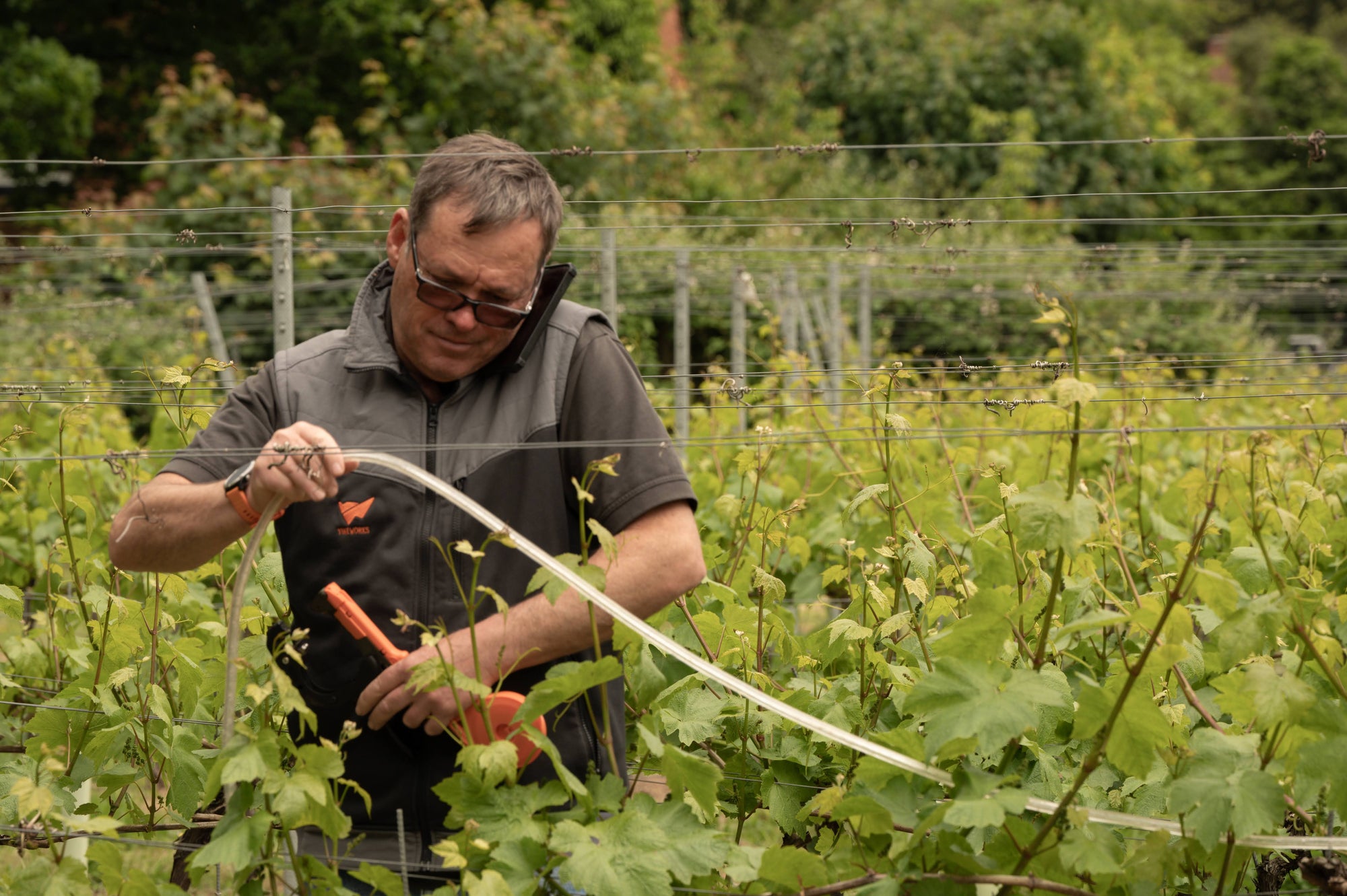 Viticulturist from VineWorks installed the Frolight frost protection system in a UK vineyardImage of small leaf covered in frost with Frolight Systems logo superimposed on it