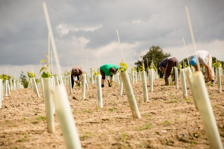A UK vineyard with young vines protected with vineguards