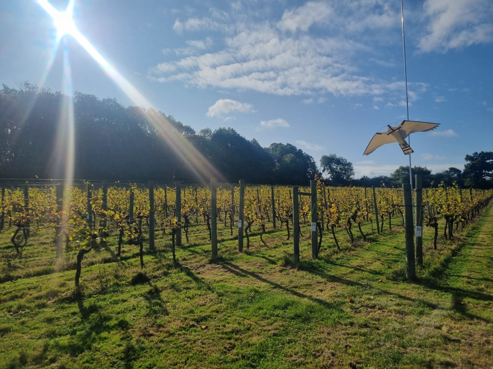 Bird scarer (falcon kite) flying above an East Sussex vineyard on a sunny autumn day, 2024 (c) VineWorks