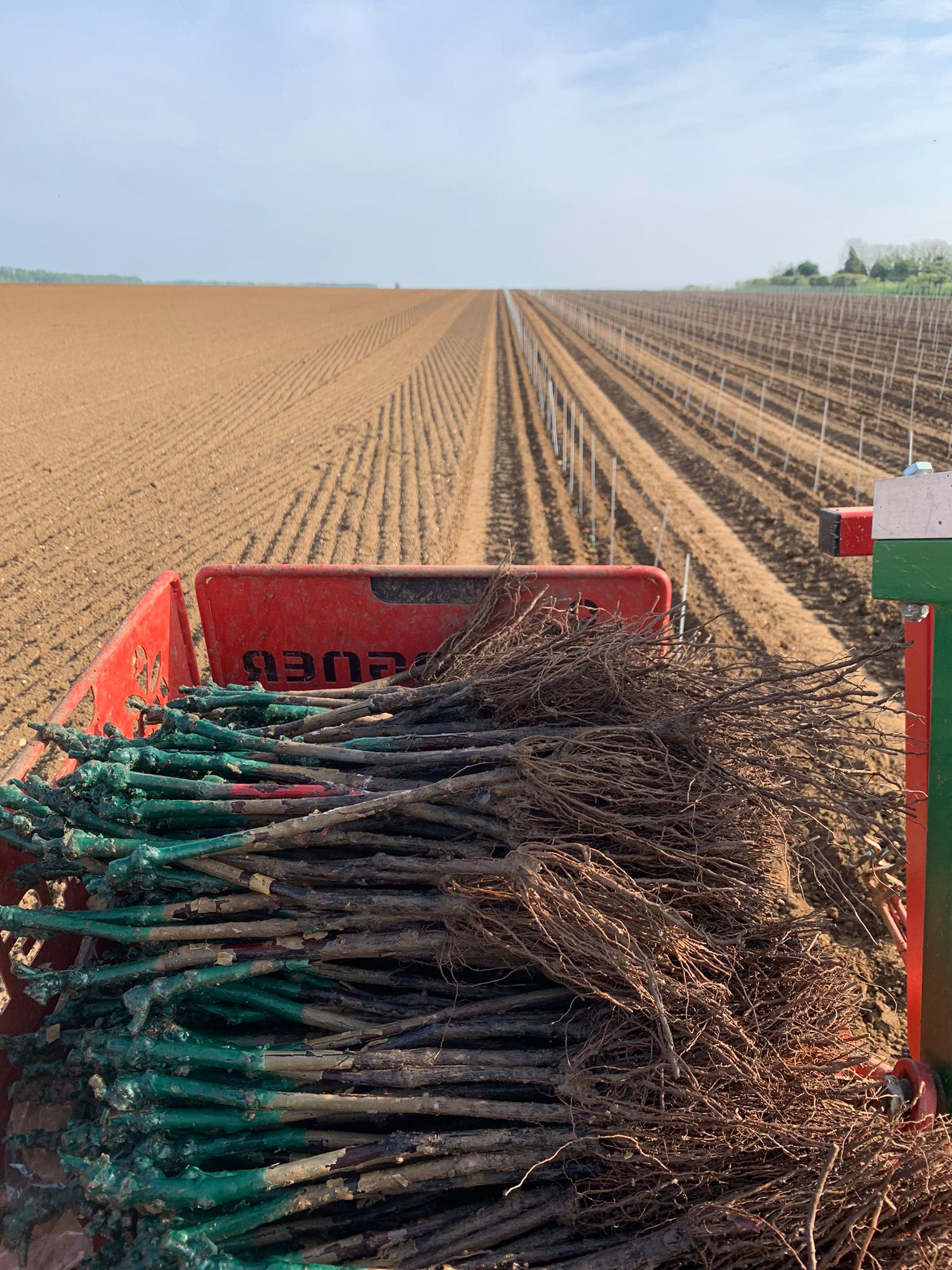 Image of grape vines (roots) stacked in a planting machine.