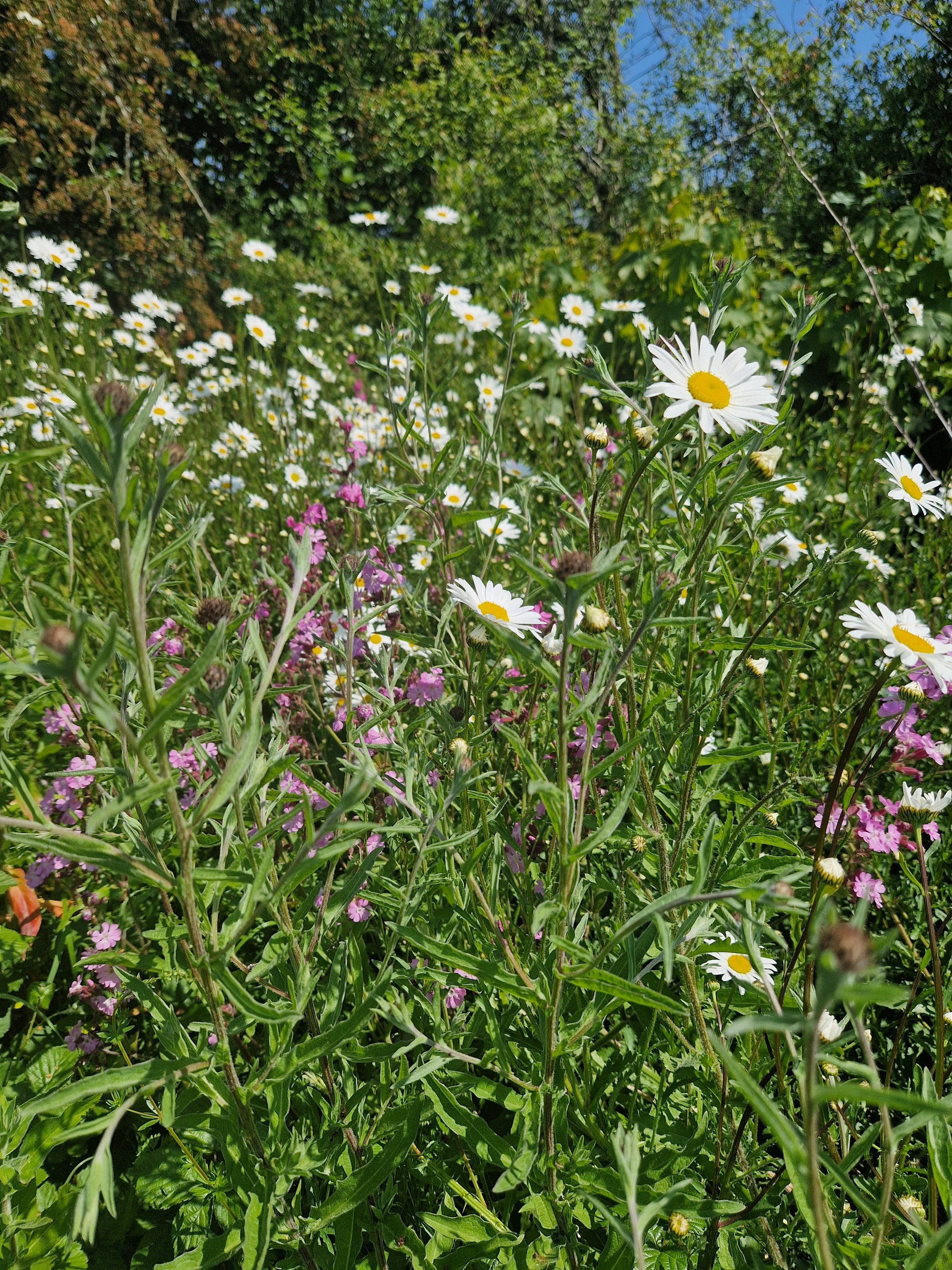 Photo of daisies (cover crops) in a UK vineyard. 