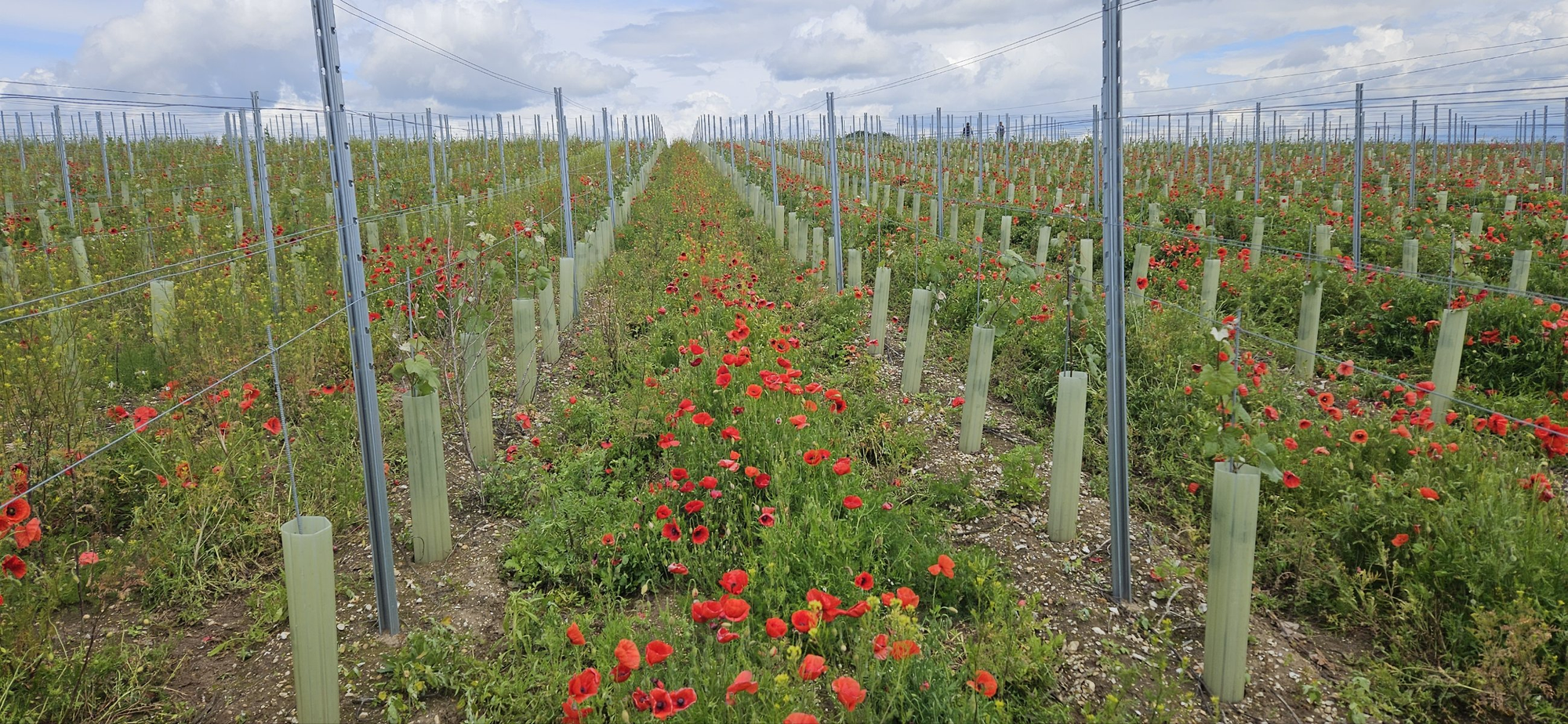 COVER CROPS IN A UK VINEYARD