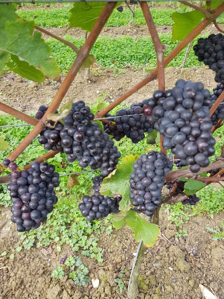 Plump red grapes on a gravevine, ready for harvest.