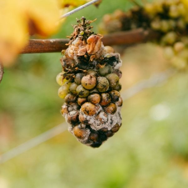 Grape bunch on vine with botrytis (c) Daria Szotek, 2024